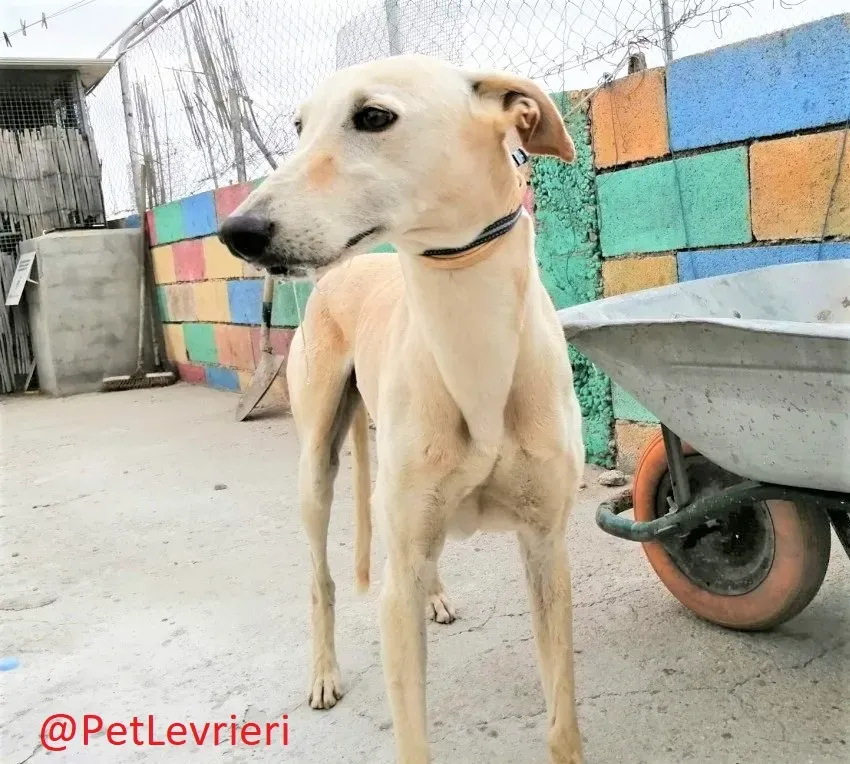 Nefelis adozione levrieri galgo 2