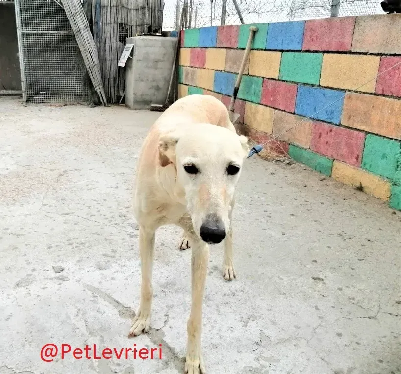 Nefelis adozione levrieri galgo 3
