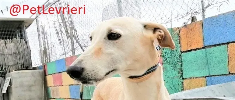 Nefelis adozione levrieri galgo 4