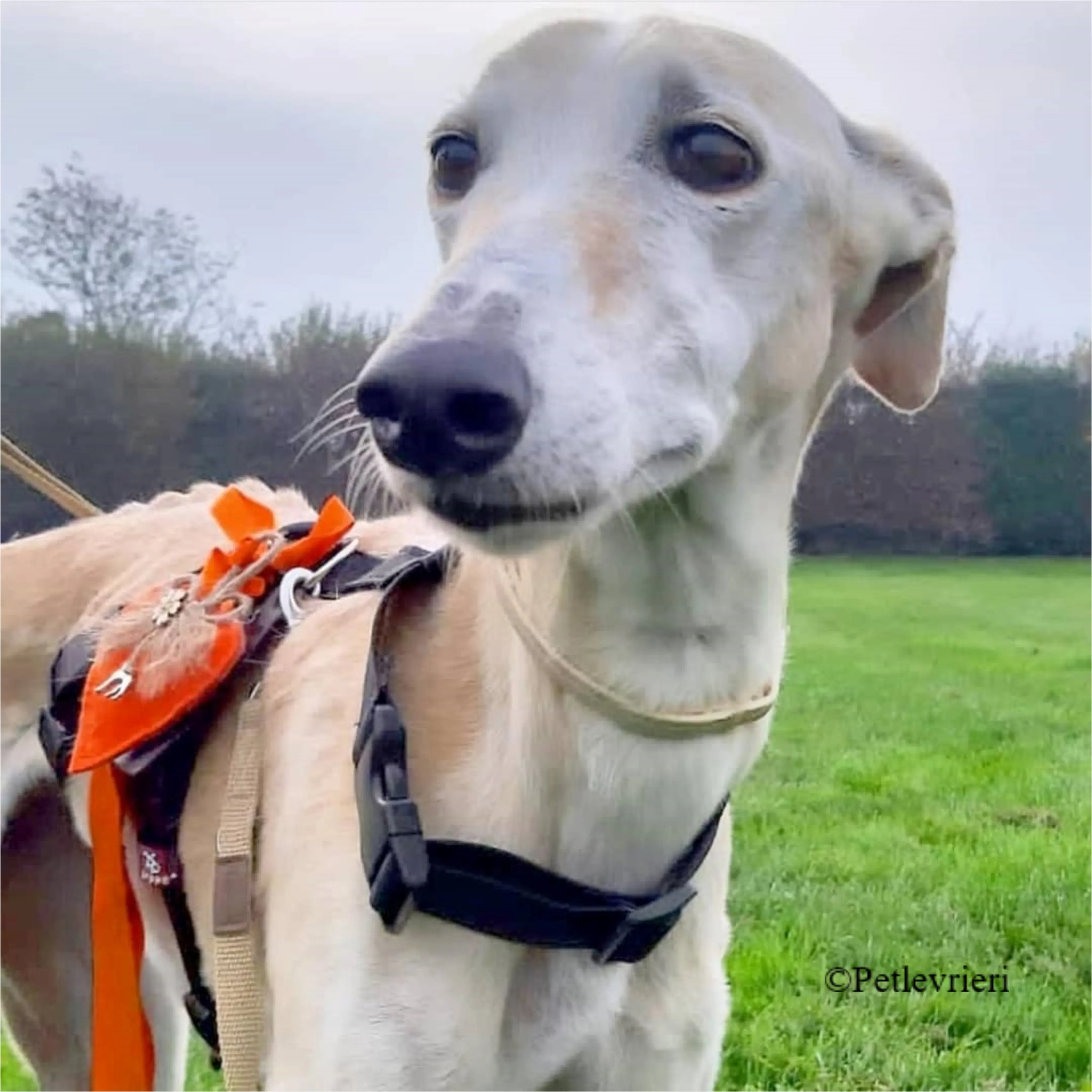 Nefelis galgo felici a casa pet levrieri 1