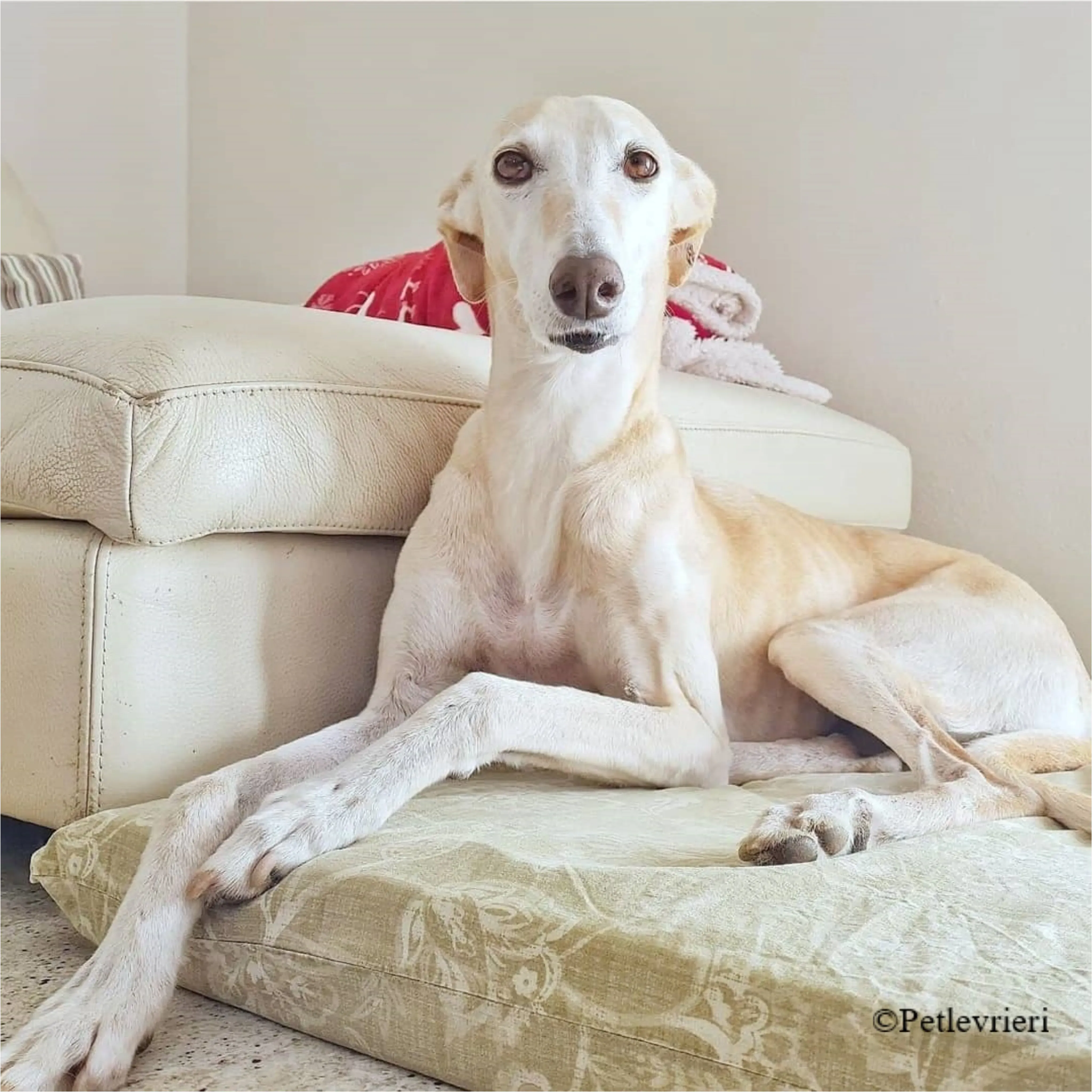 Nefelis galgo felici a casa pet levrieri 10 1