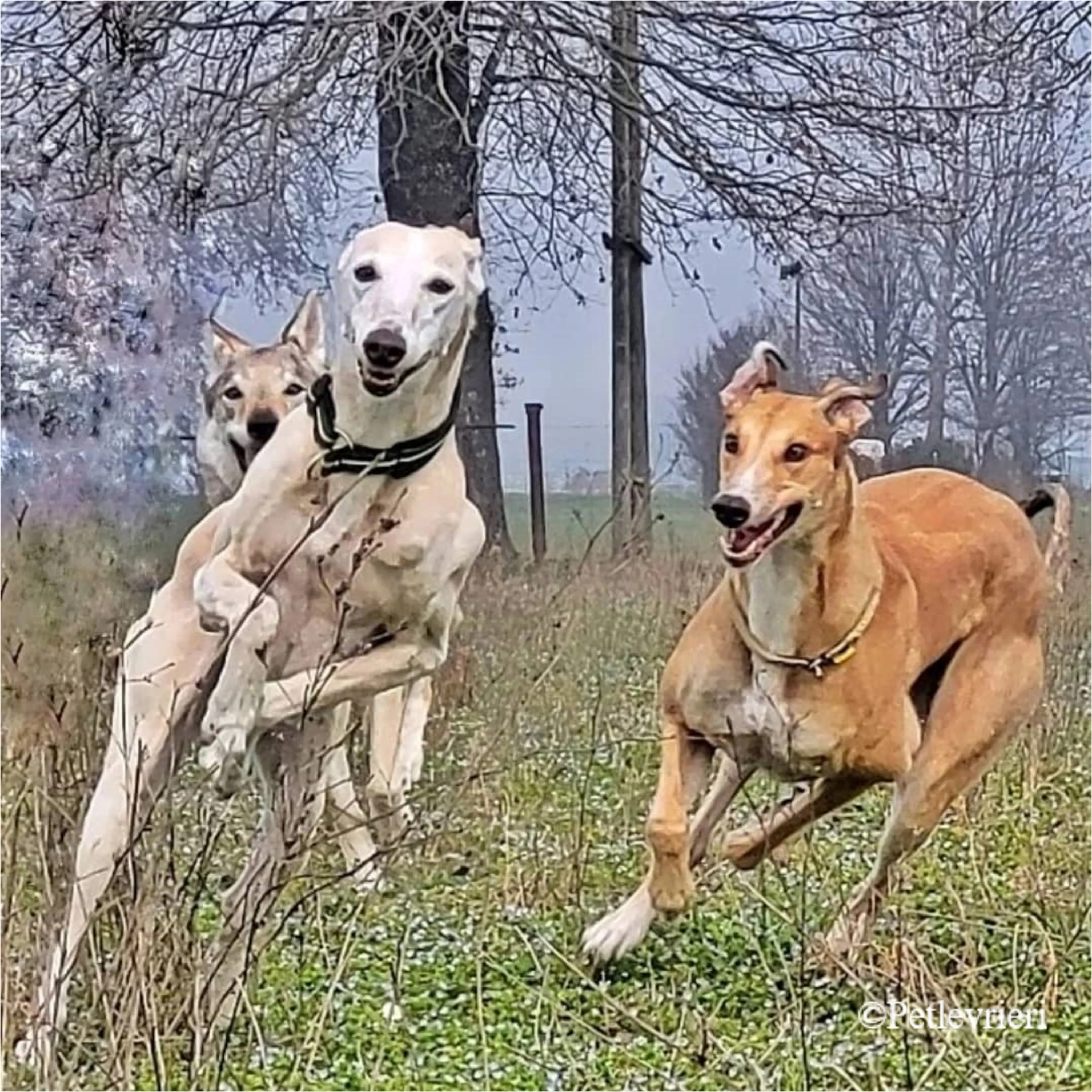 Nefelis galgo felici a casa pet levrieri 11