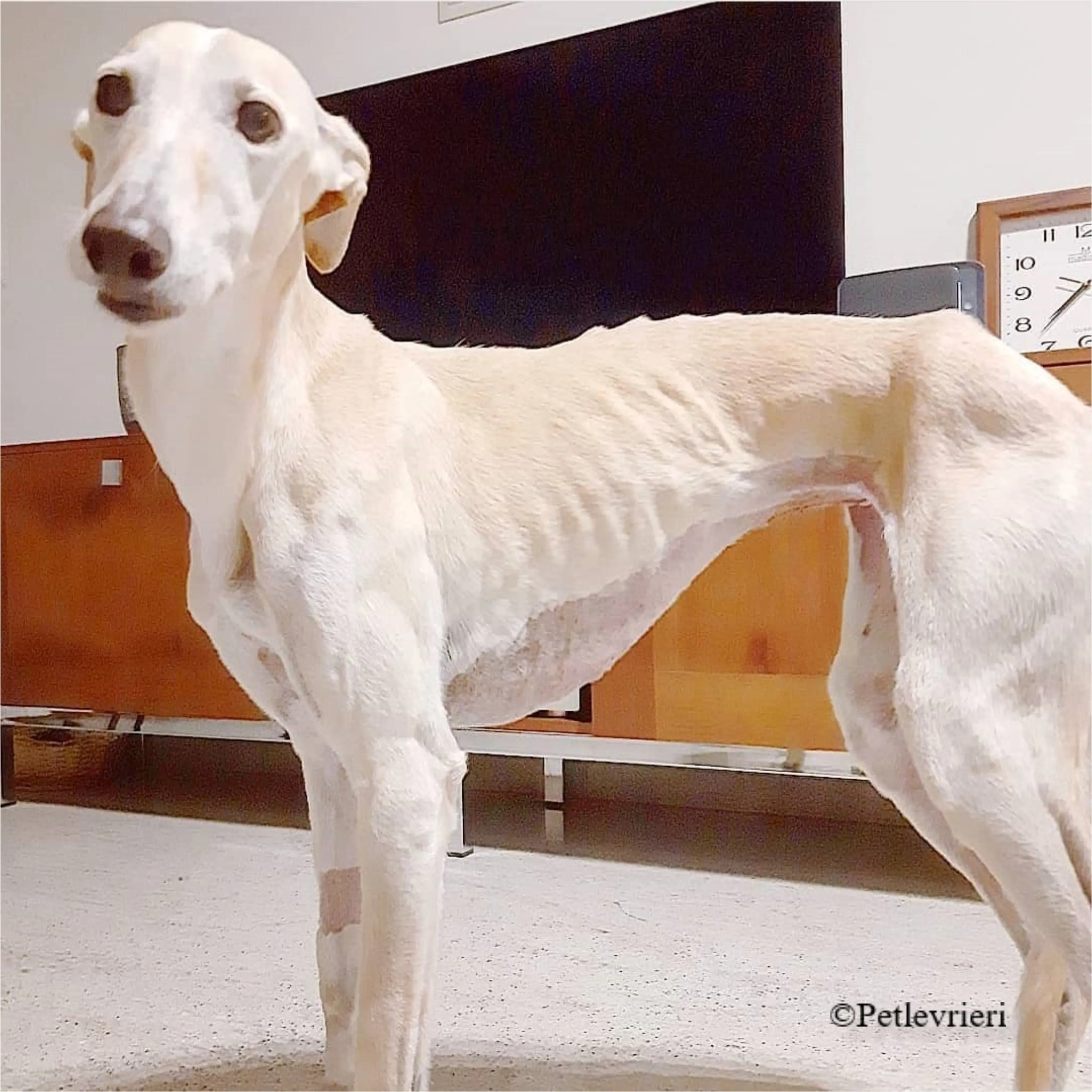 Nefelis galgo felici a casa pet levrieri 12