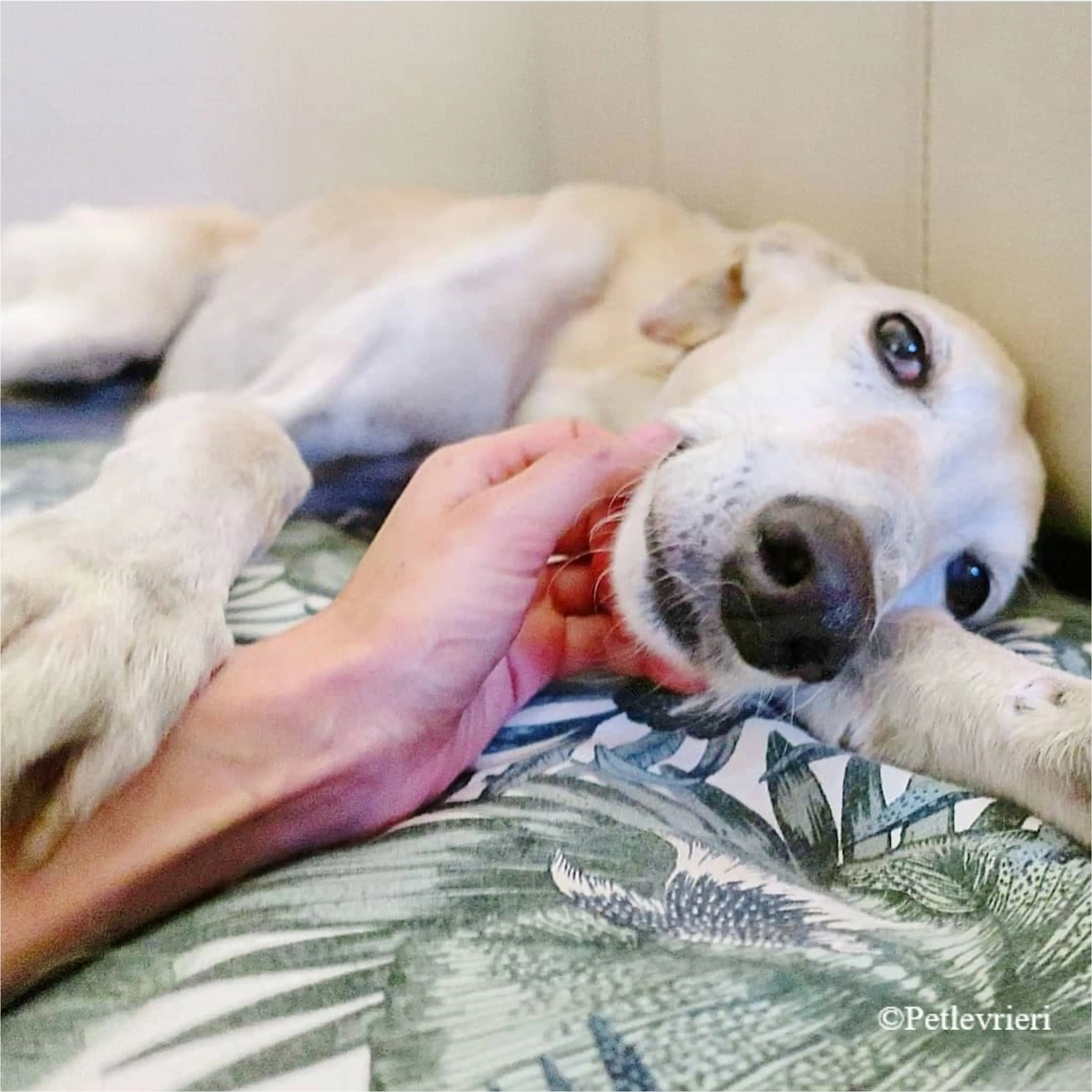 Nefelis galgo felici a casa pet levrieri 13