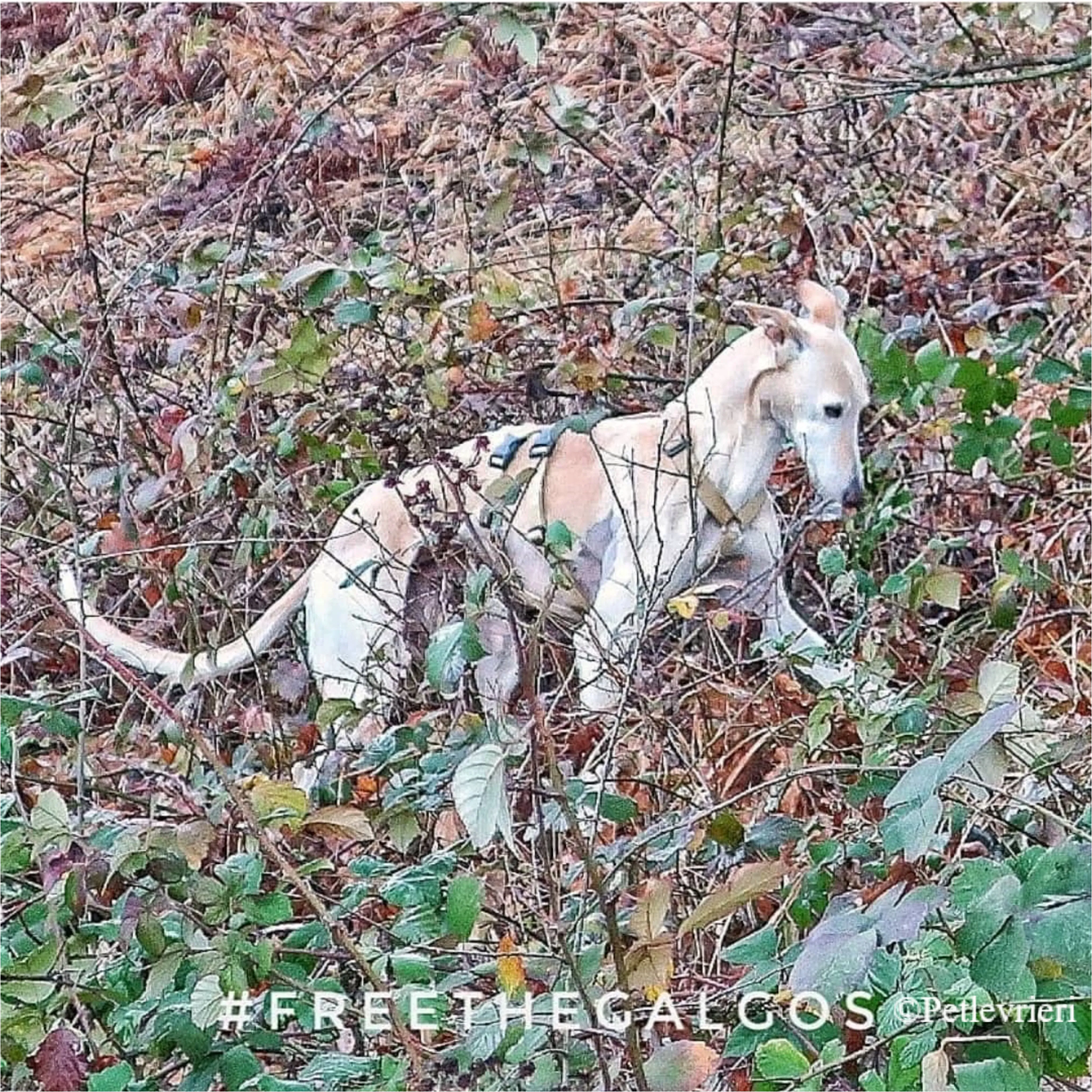 Nefelis galgo felici a casa pet levrieri 14