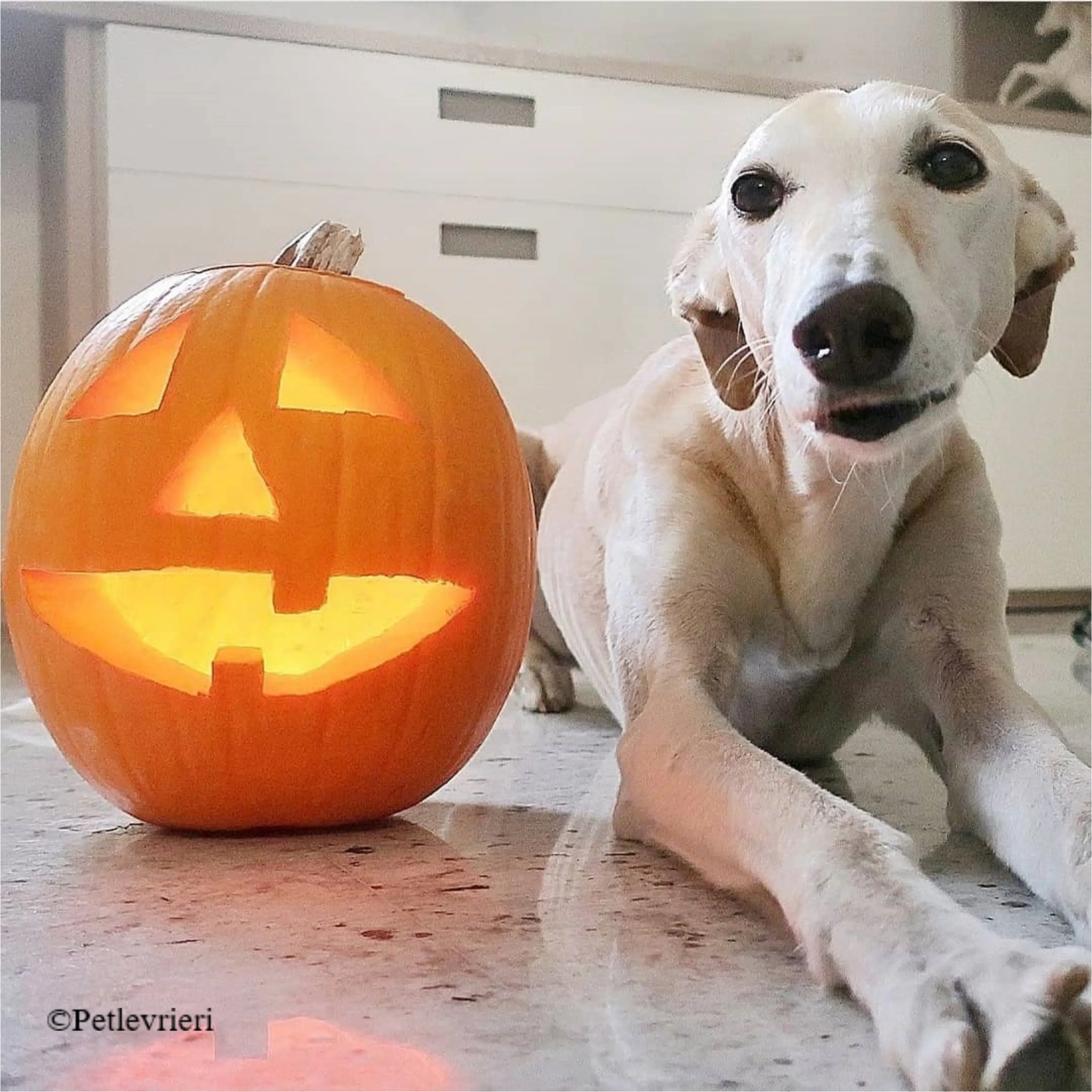 Nefelis galgo felici a casa pet levrieri 15