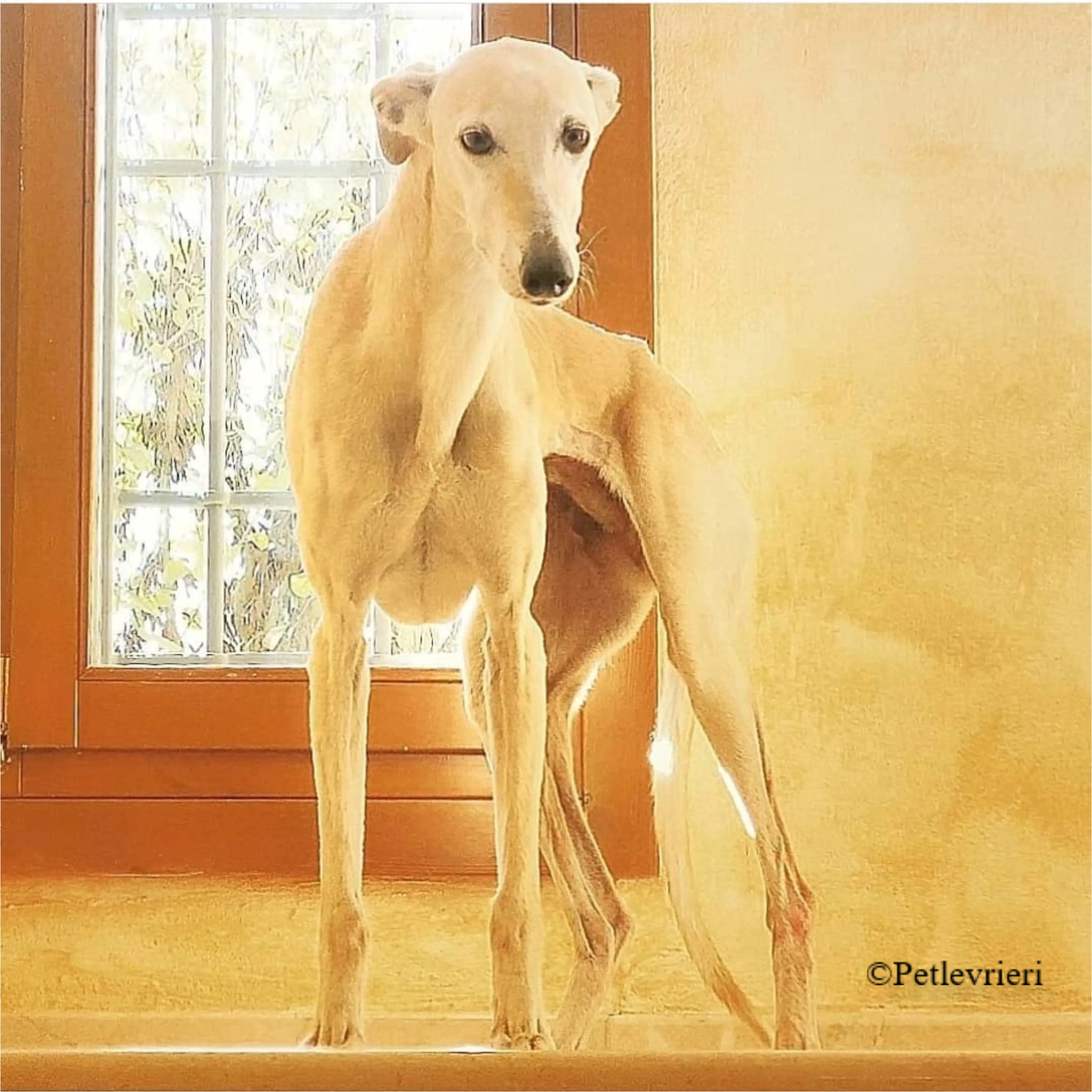 Nefelis galgo felici a casa pet levrieri 16