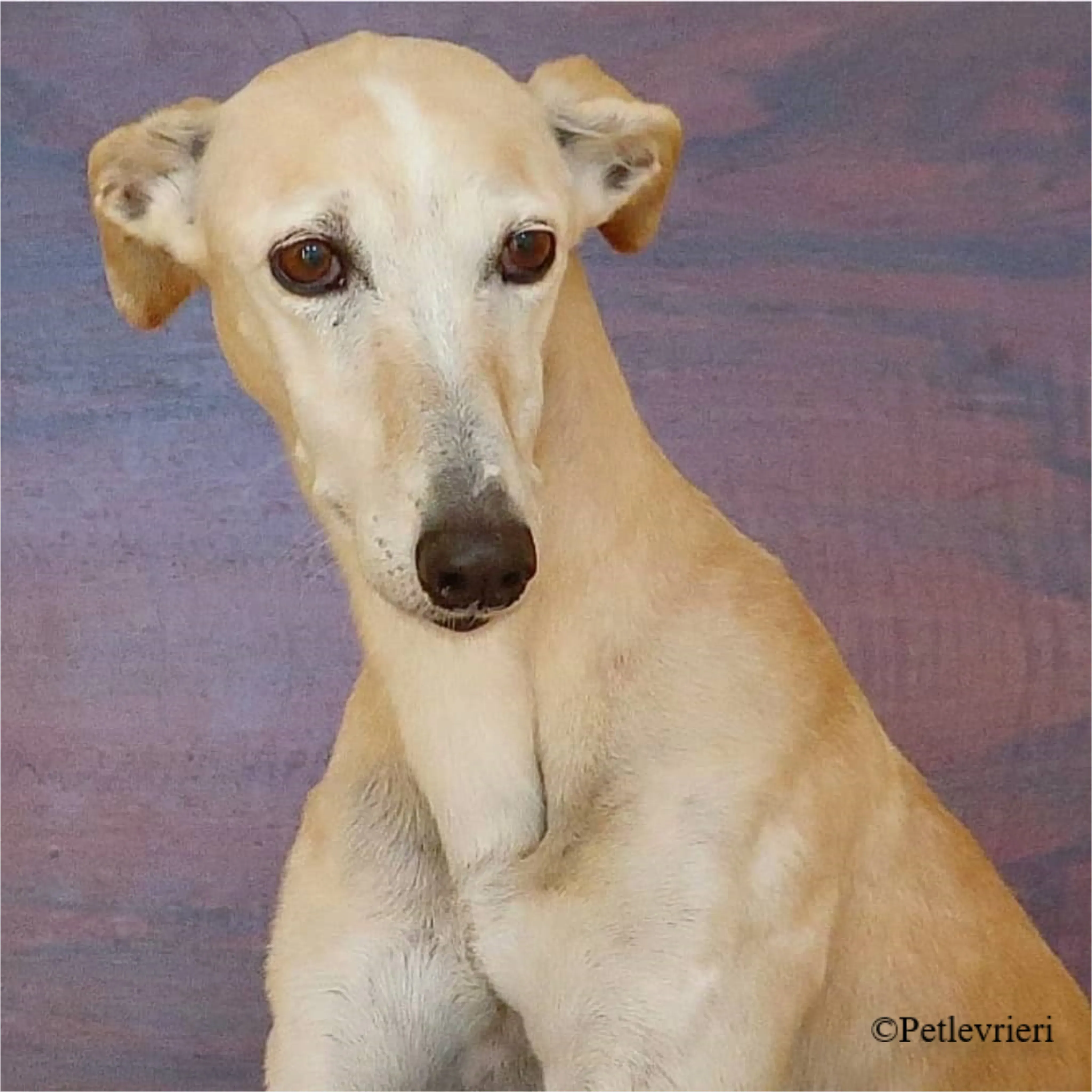 Nefelis galgo felici a casa pet levrieri 17