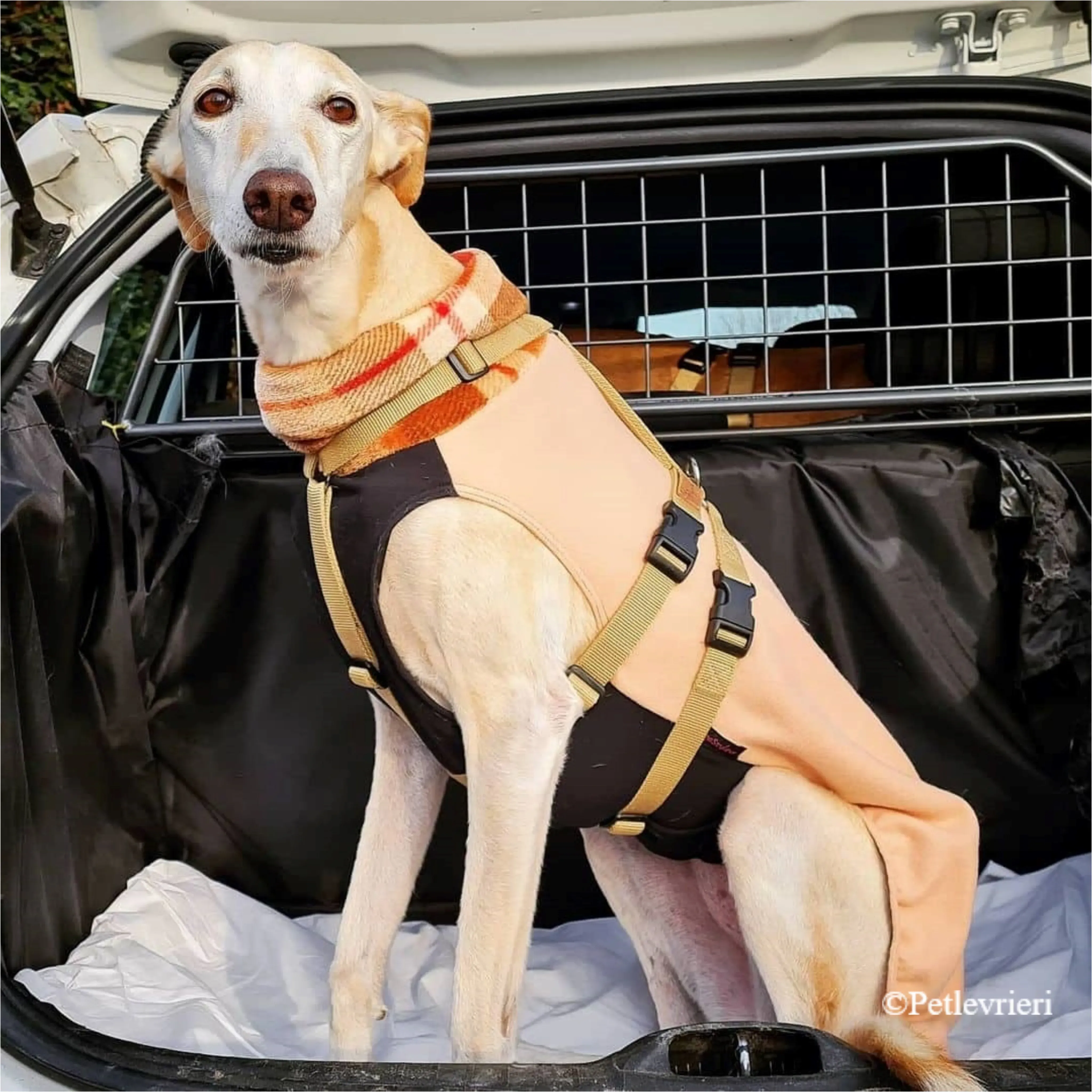 Nefelis galgo felici a casa pet levrieri 18