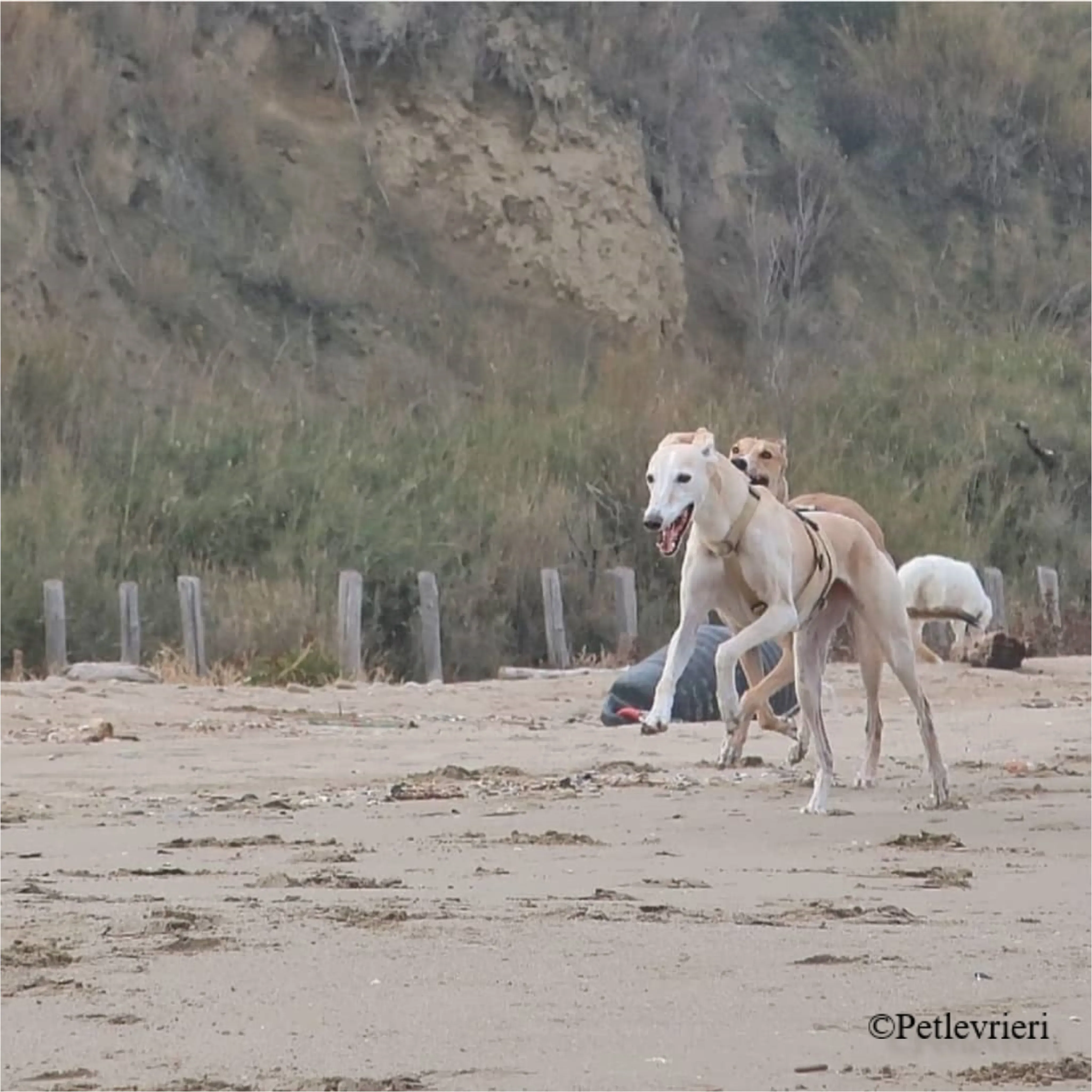 Nefelis galgo felici a casa pet levrieri 19