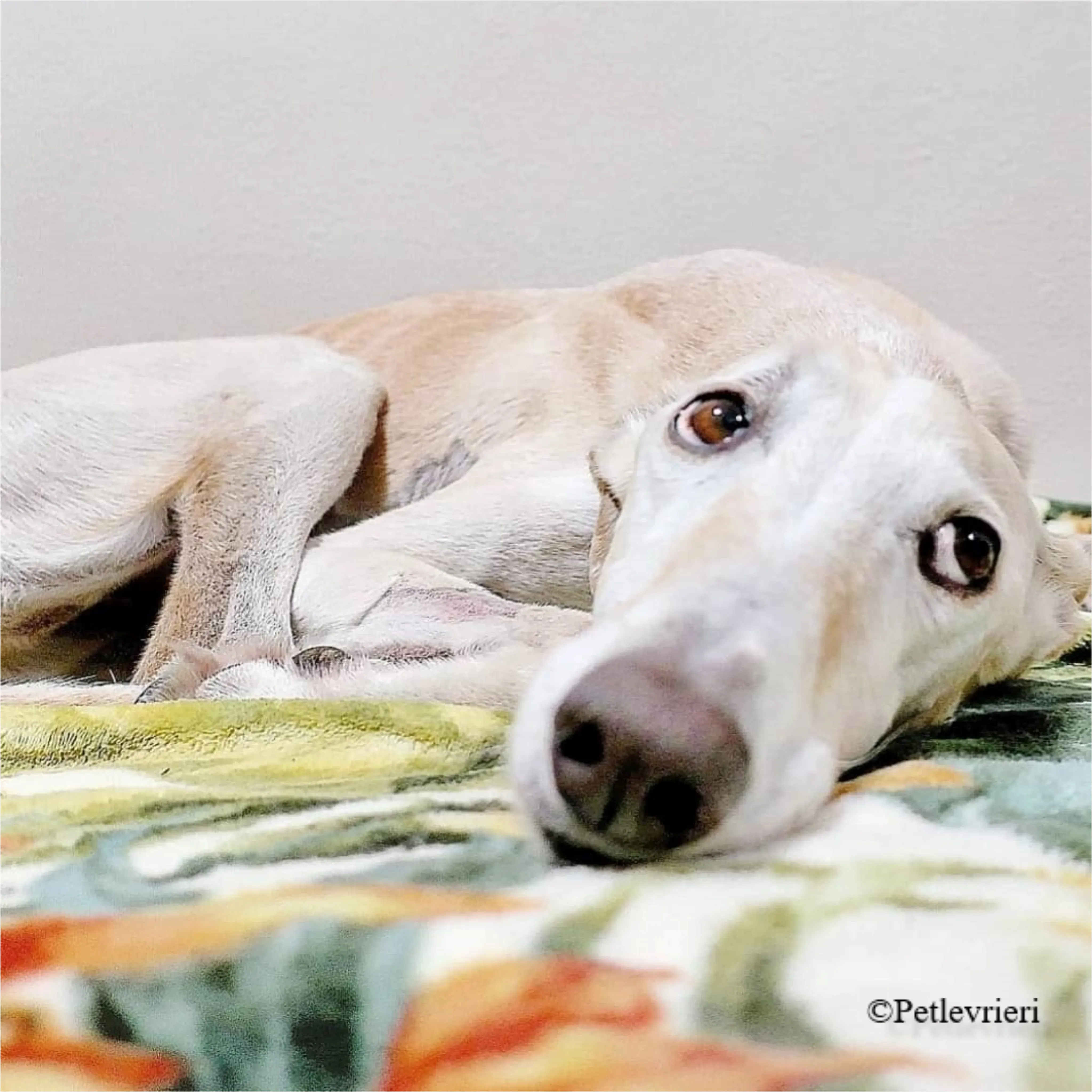 Nefelis galgo felici a casa pet levrieri 2