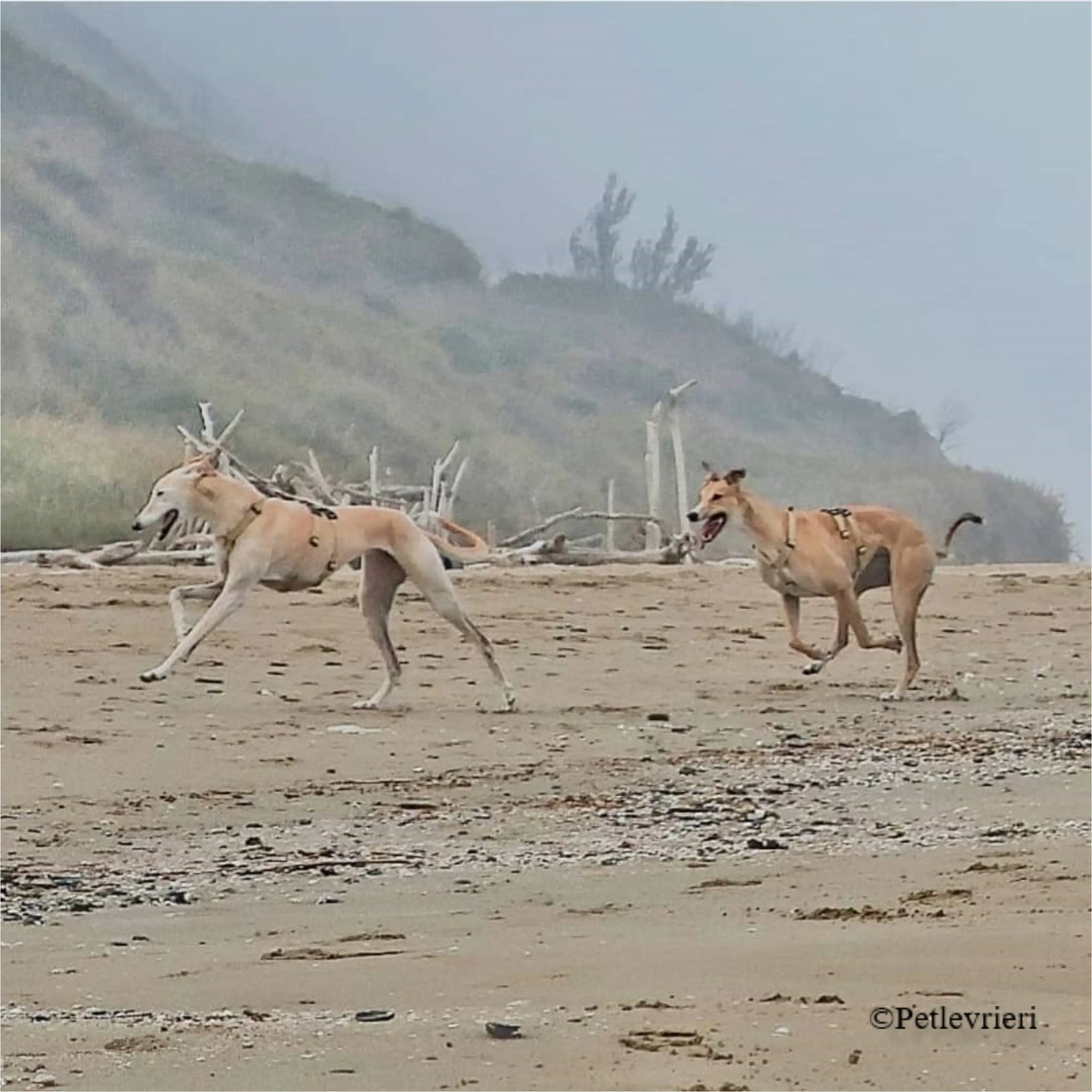 Nefelis galgo felici a casa pet levrieri 20