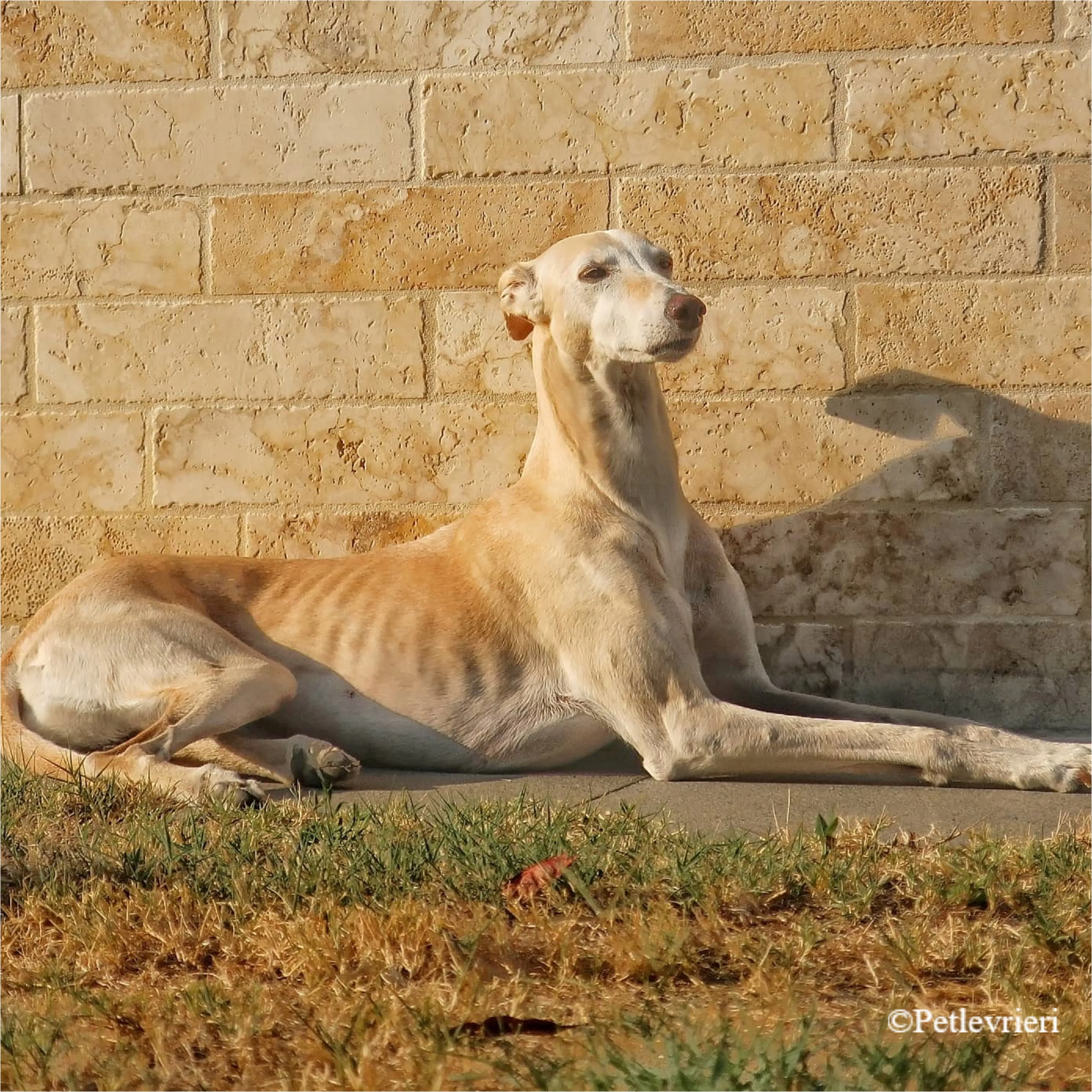 Nefelis galgo felici a casa pet levrieri 21