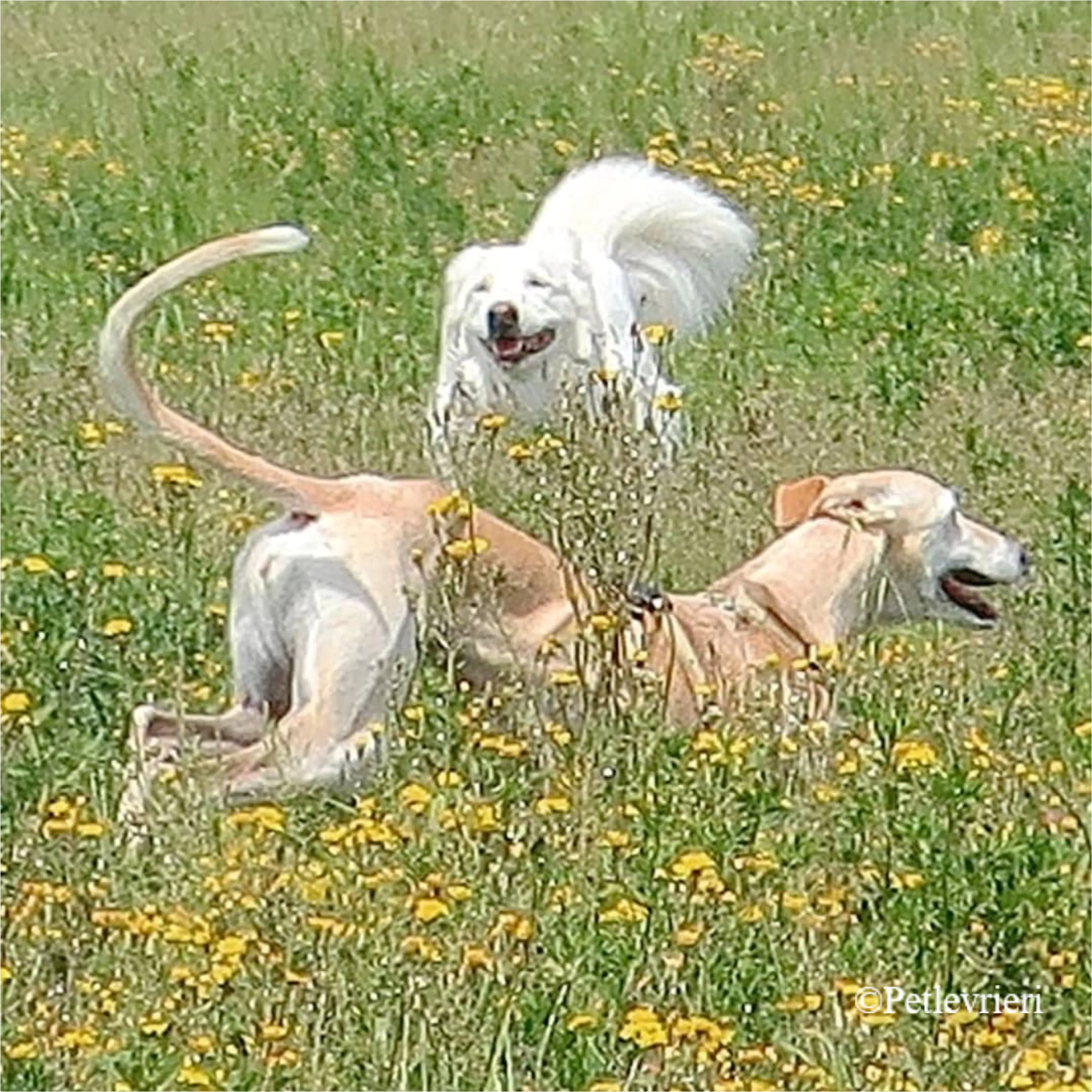 Nefelis galgo felici a casa pet levrieri 22