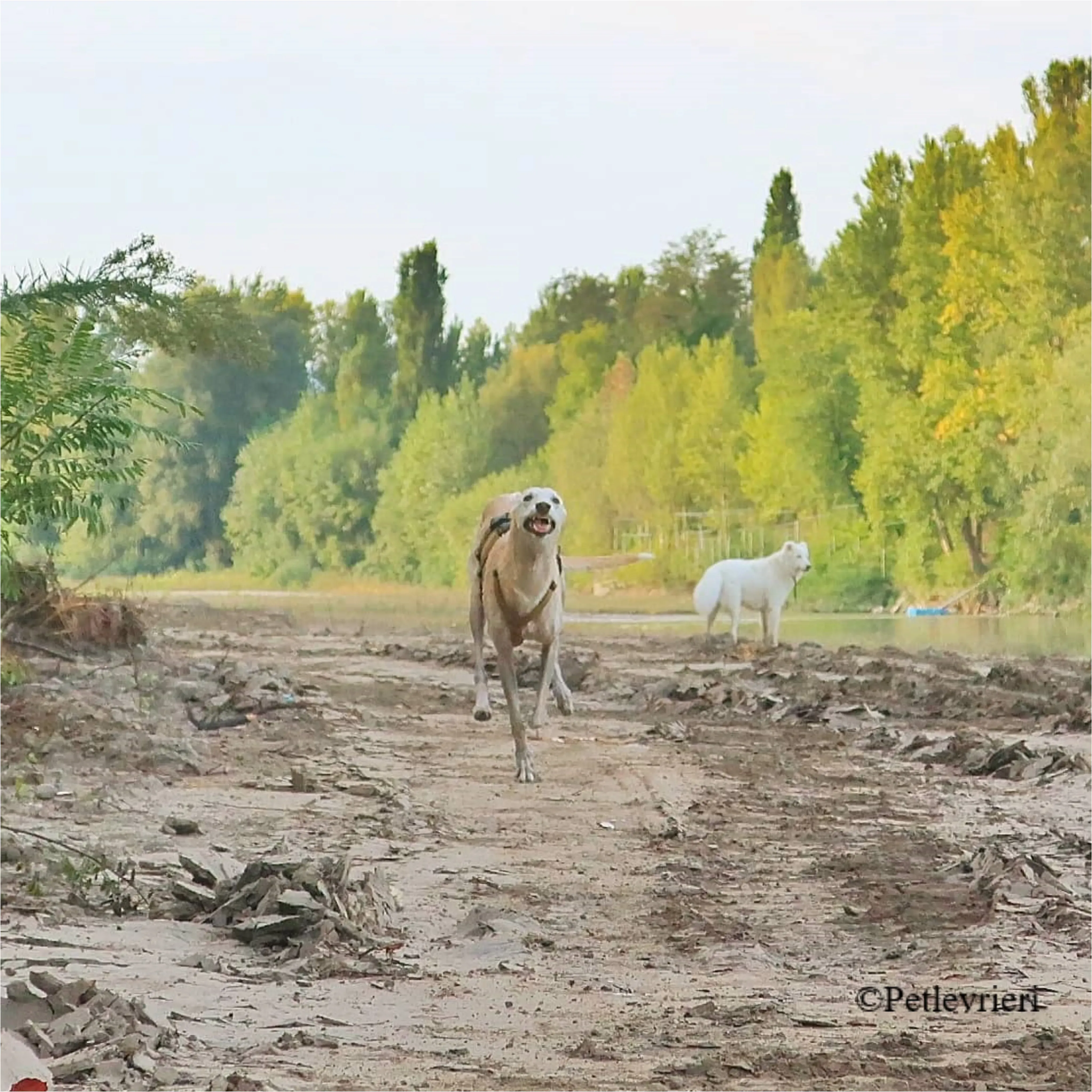 Nefelis galgo felici a casa pet levrieri 23