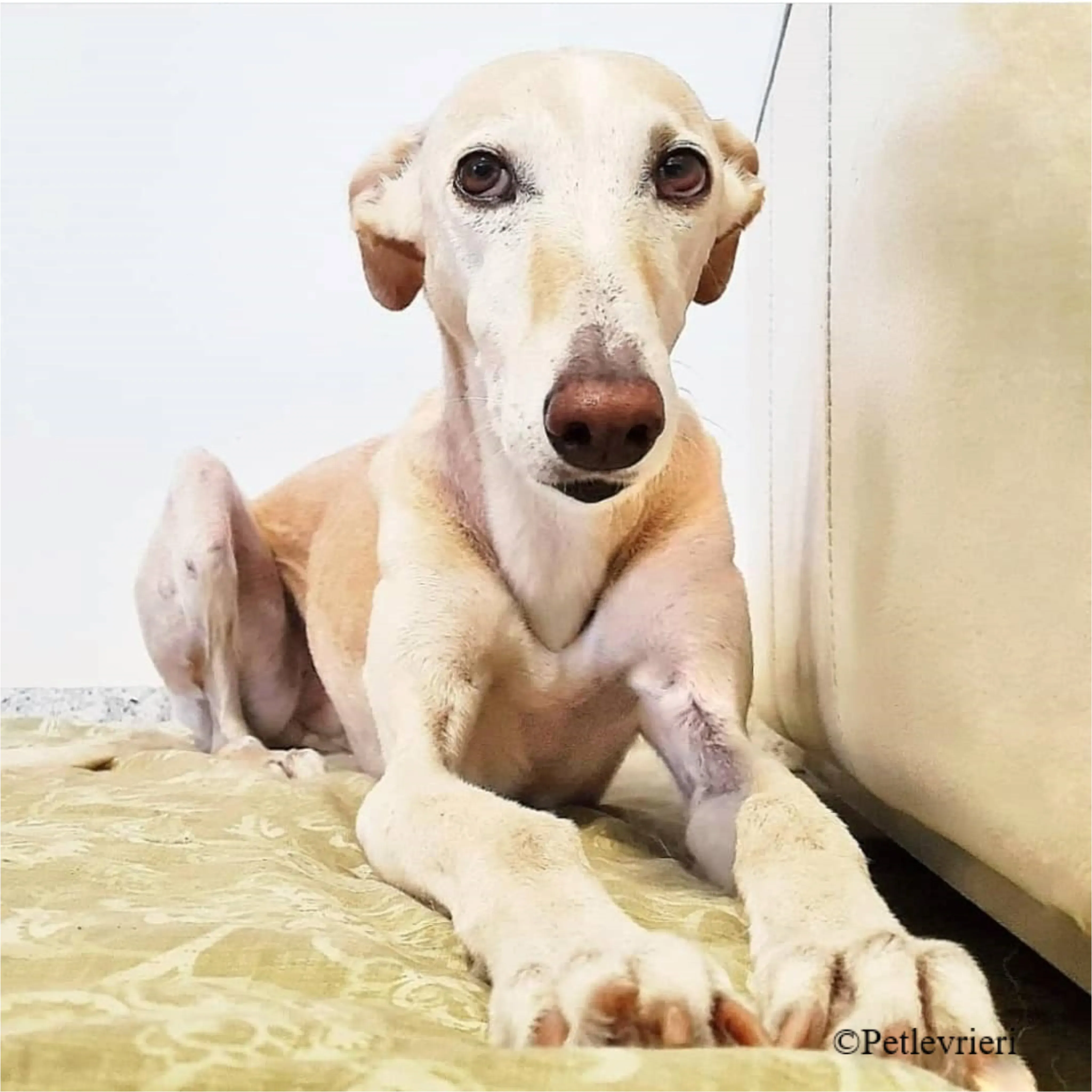 Nefelis galgo felici a casa pet levrieri 24