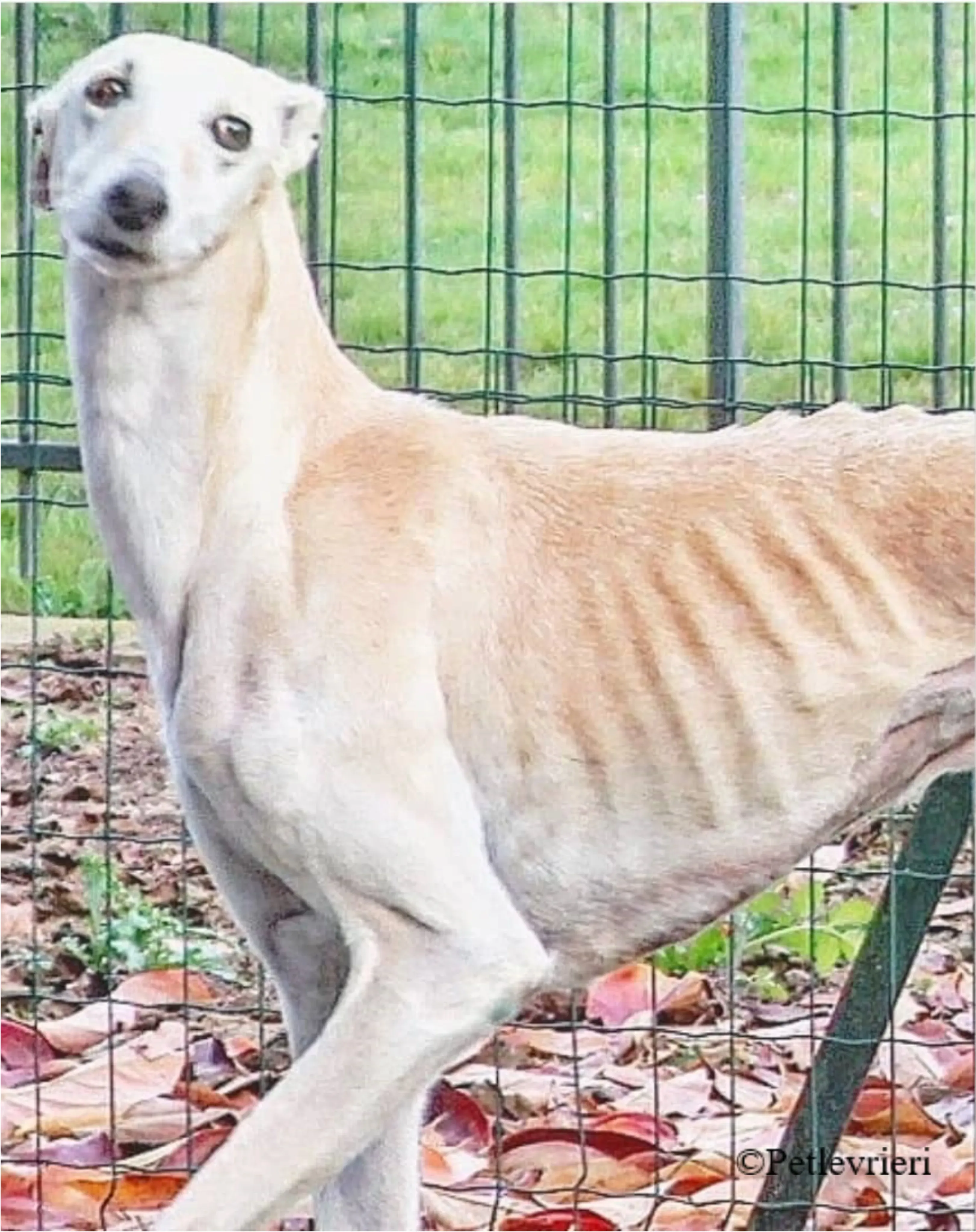 Nefelis galgo felici a casa pet levrieri 3