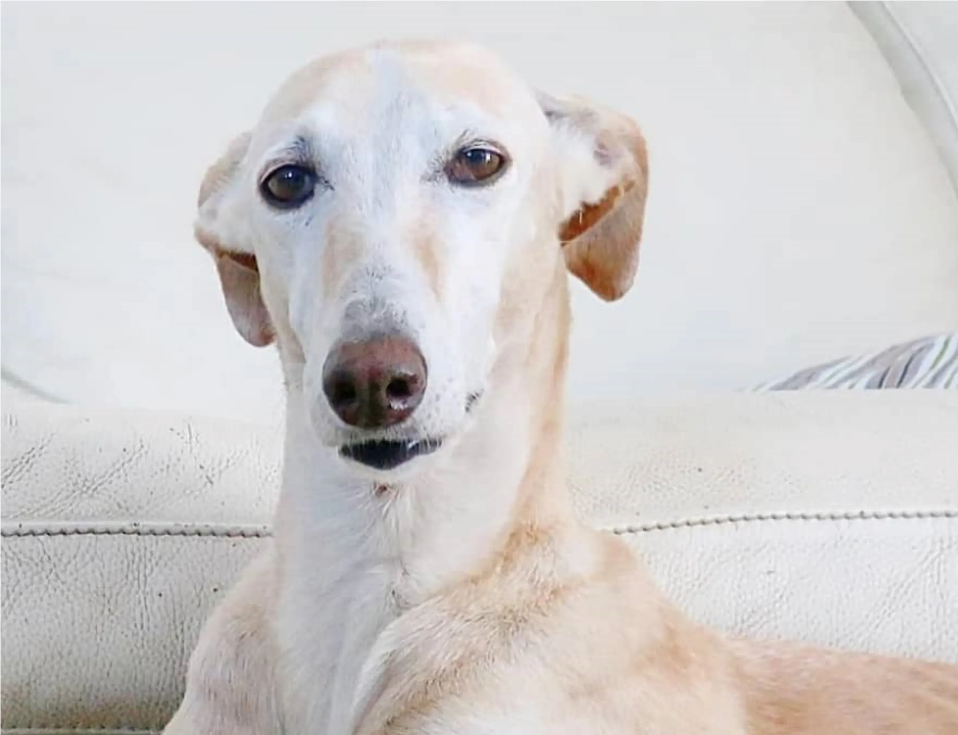 Nefelis galgo felici a casa pet levrieri 4 1