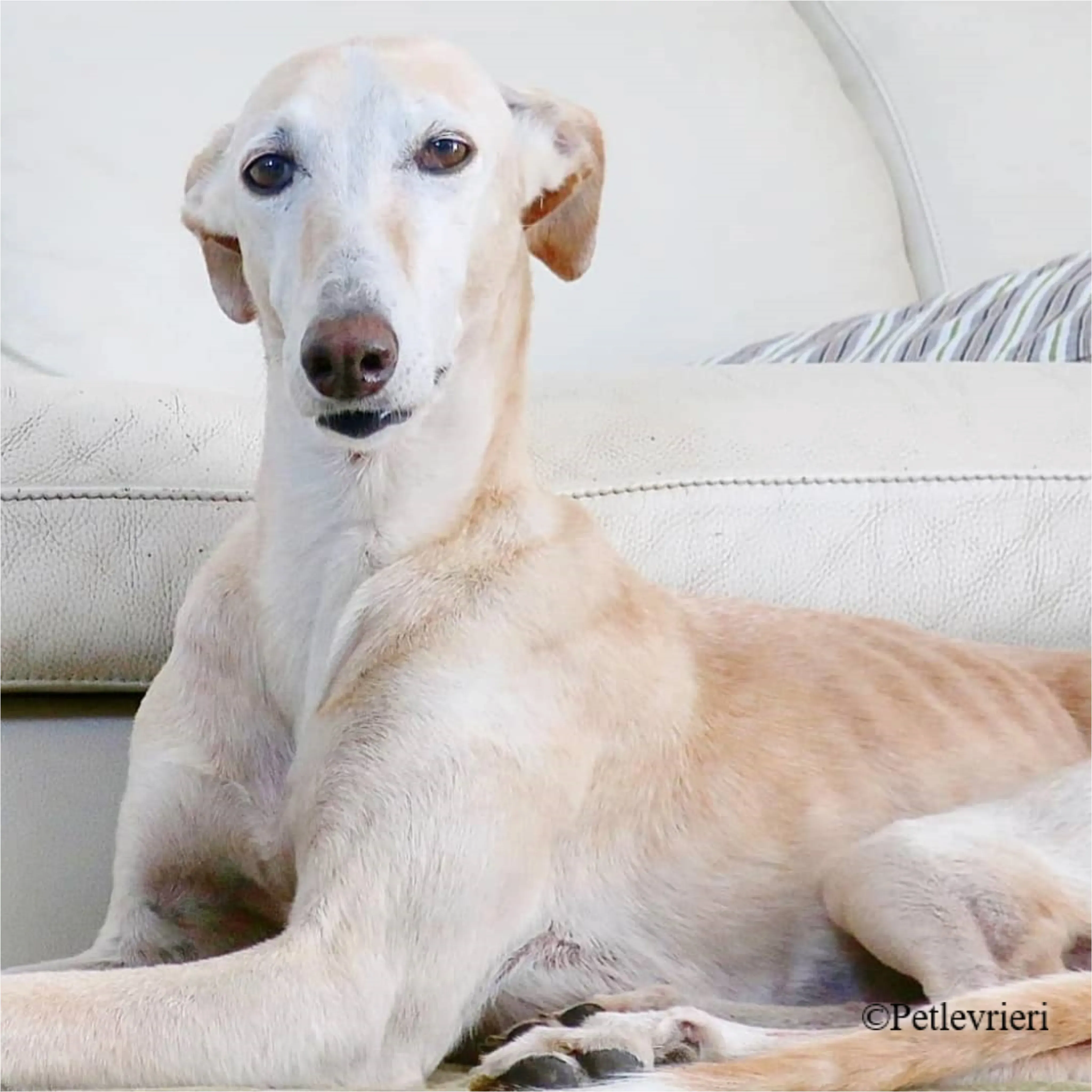 Nefelis galgo felici a casa pet levrieri 4