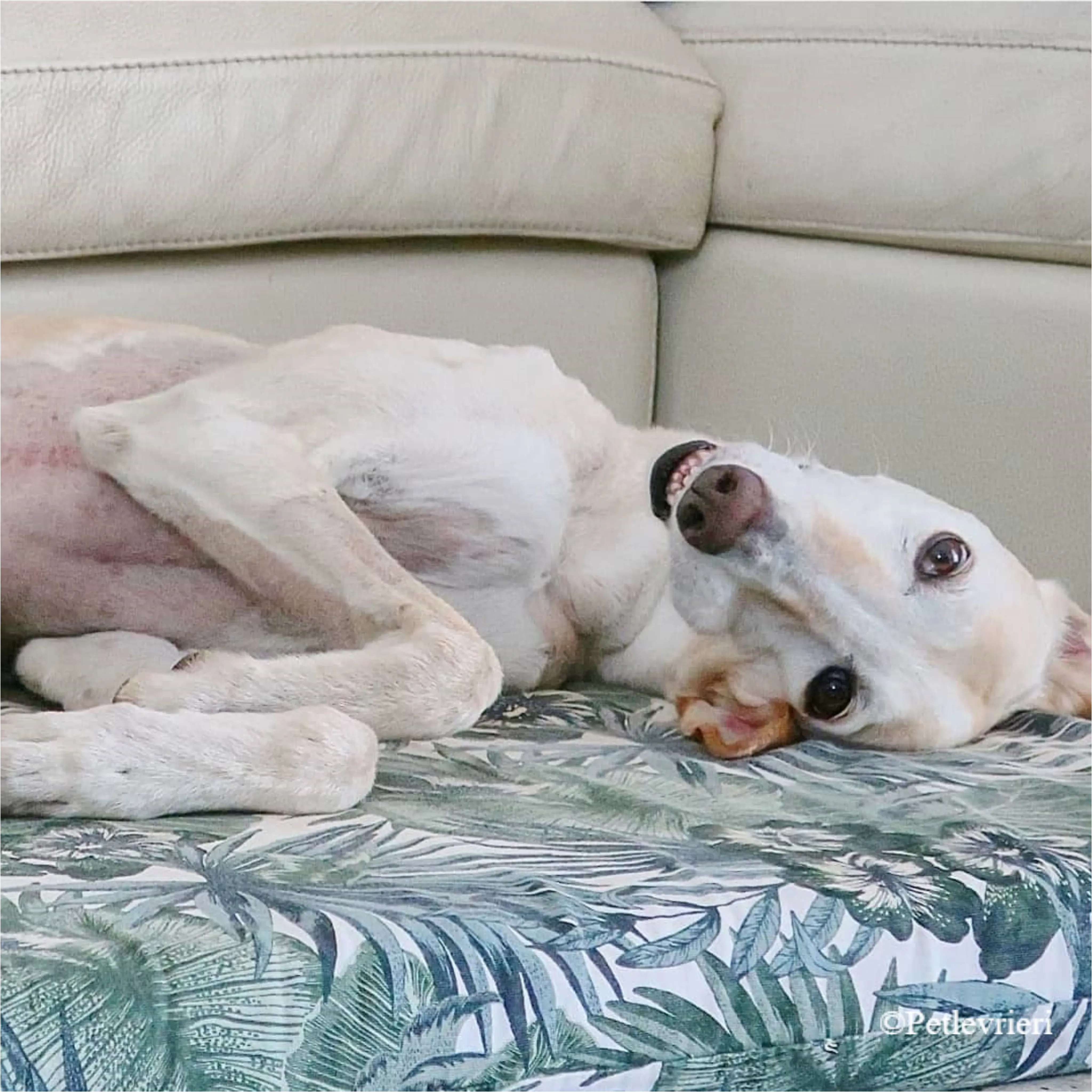 Nefelis galgo felici a casa pet levrieri 5