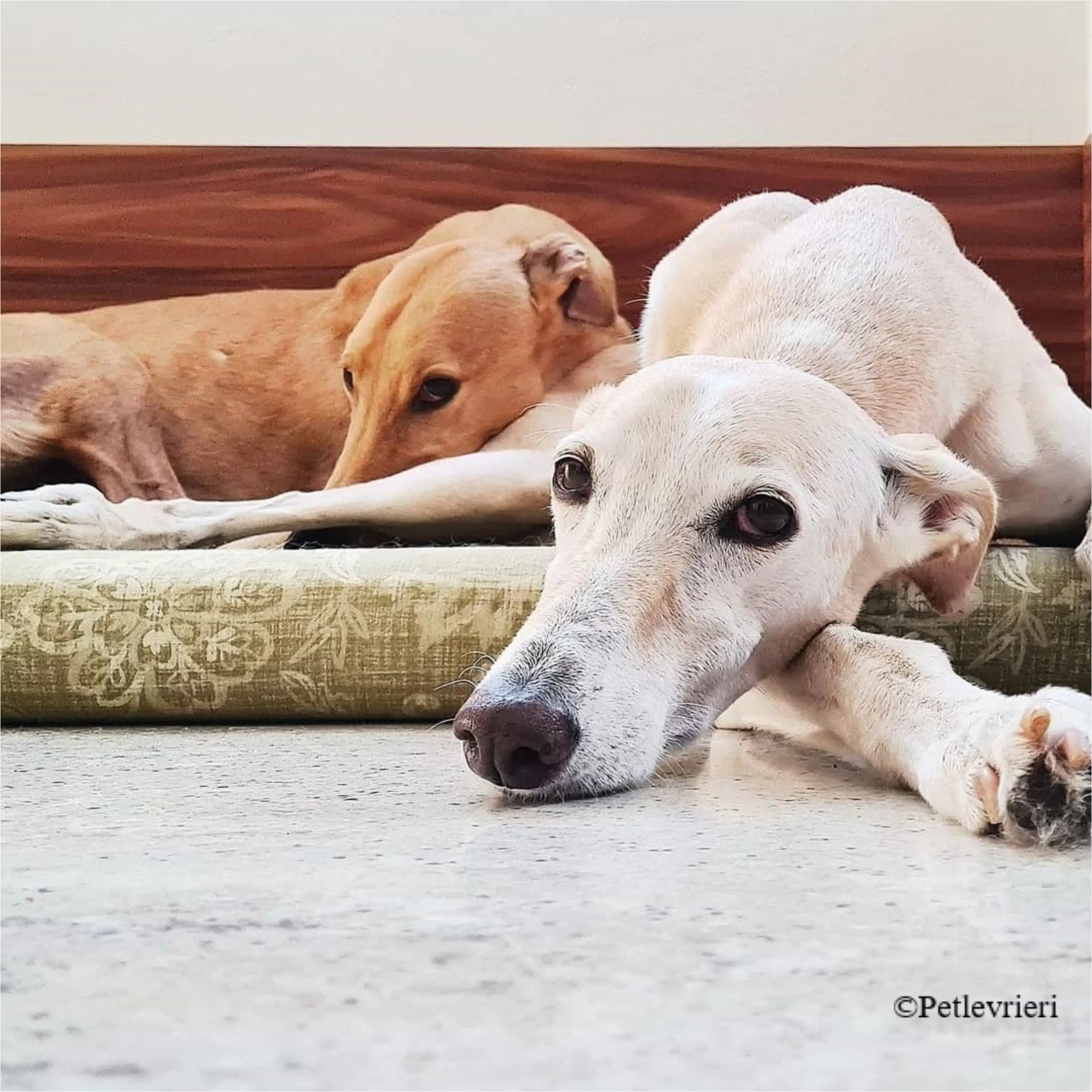 Nefelis galgo felici a casa pet levrieri 6