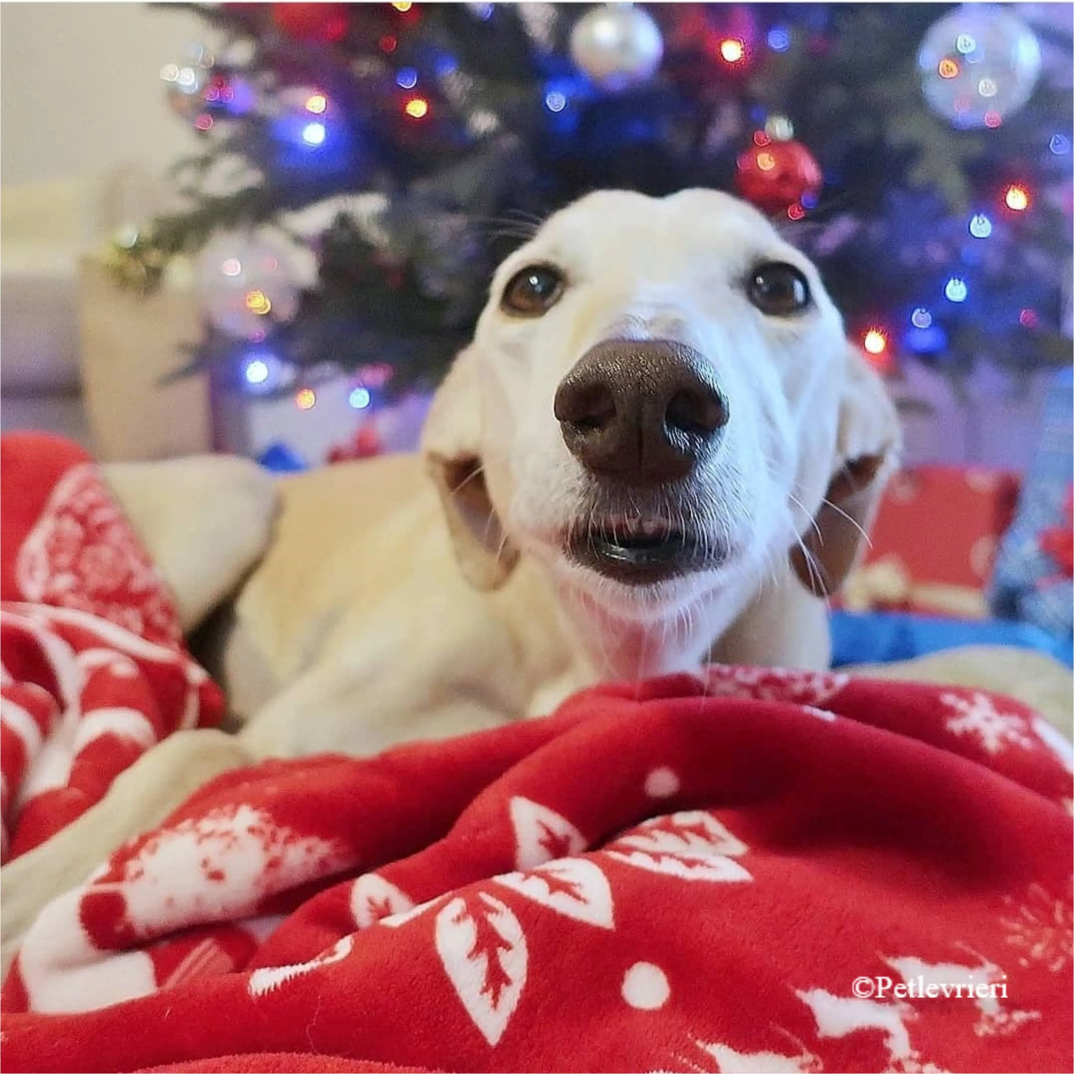 Nefelis galgo felici a casa pet levrieri 7