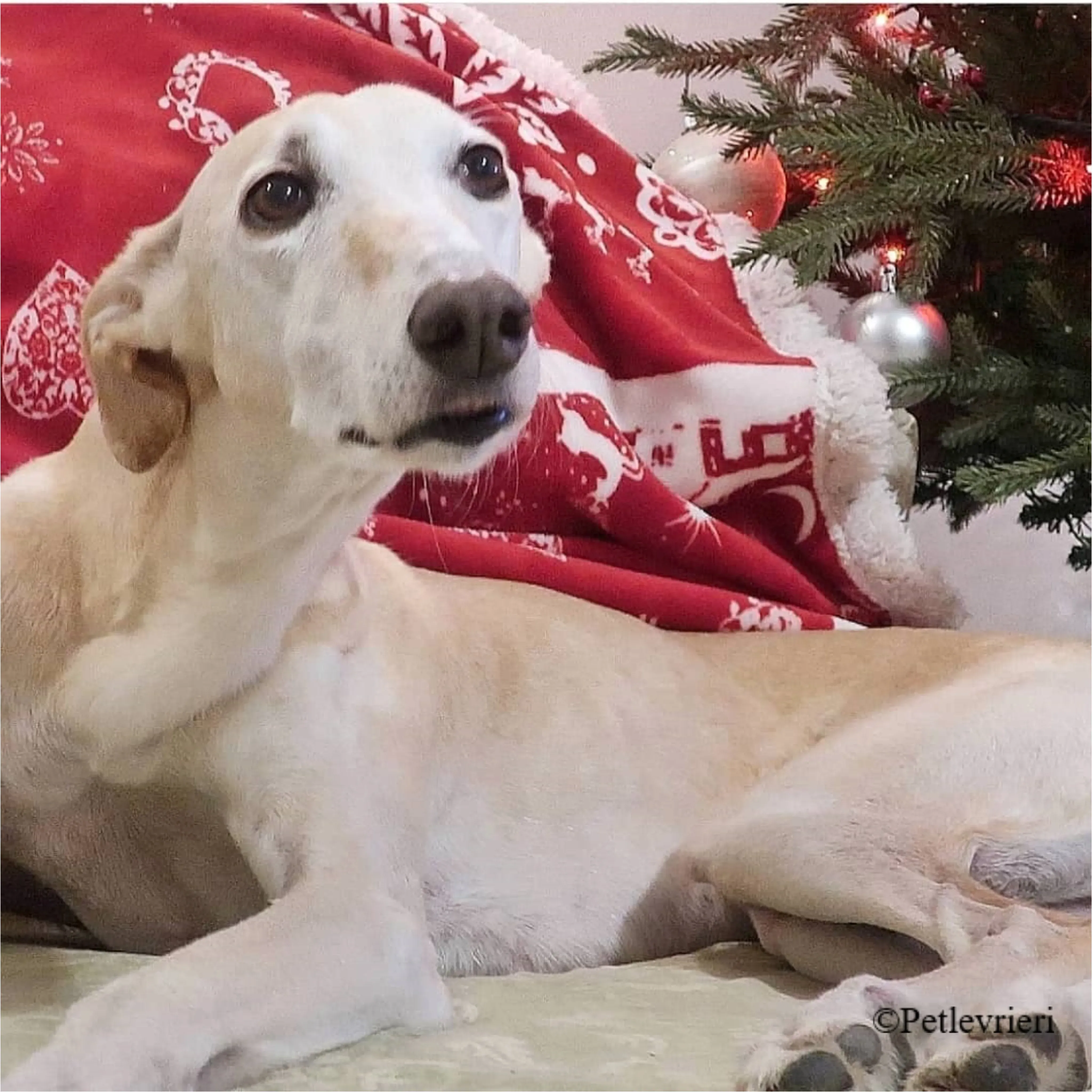 Nefelis galgo felici a casa pet levrieri 8