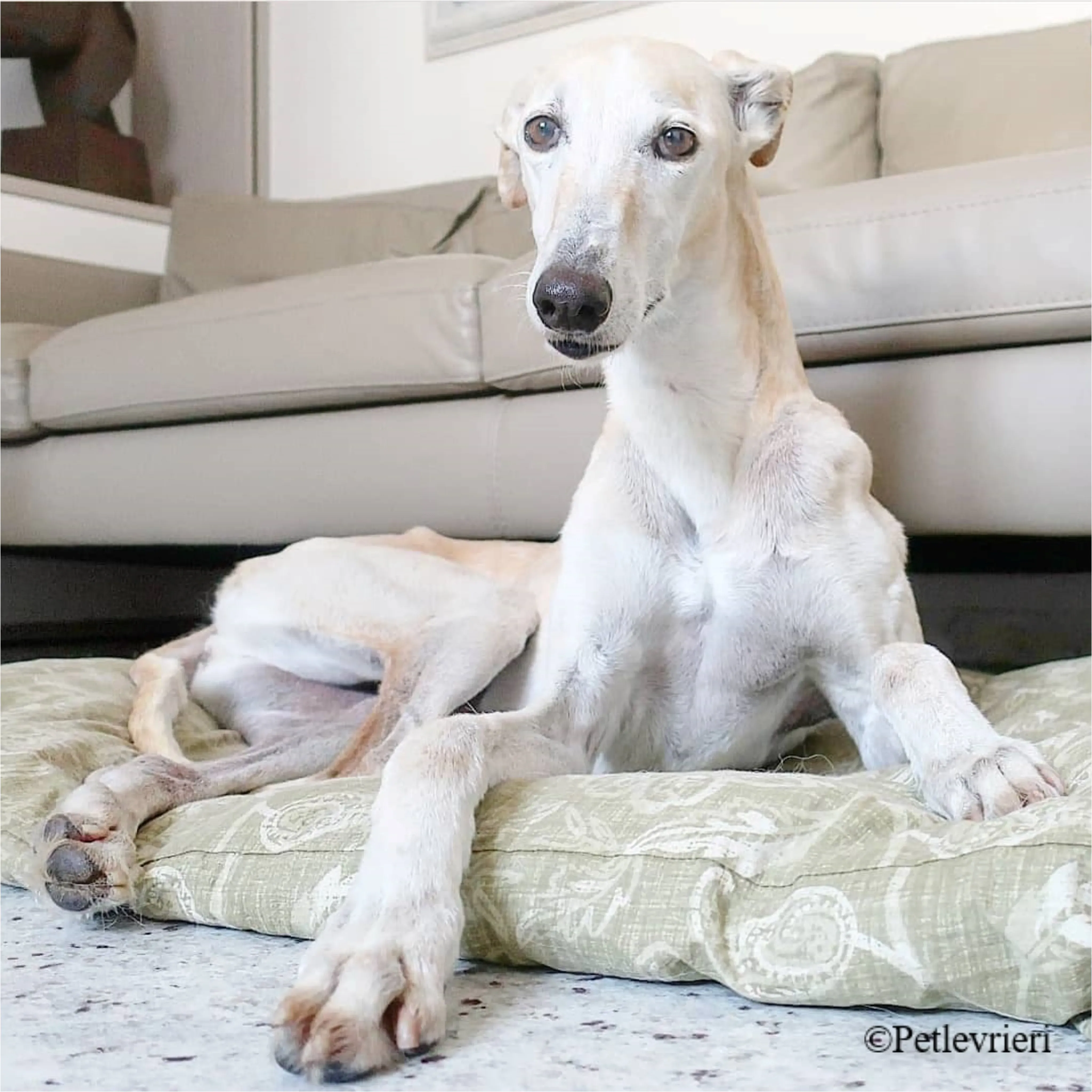 Nefelis galgo felici a casa pet levrieri9