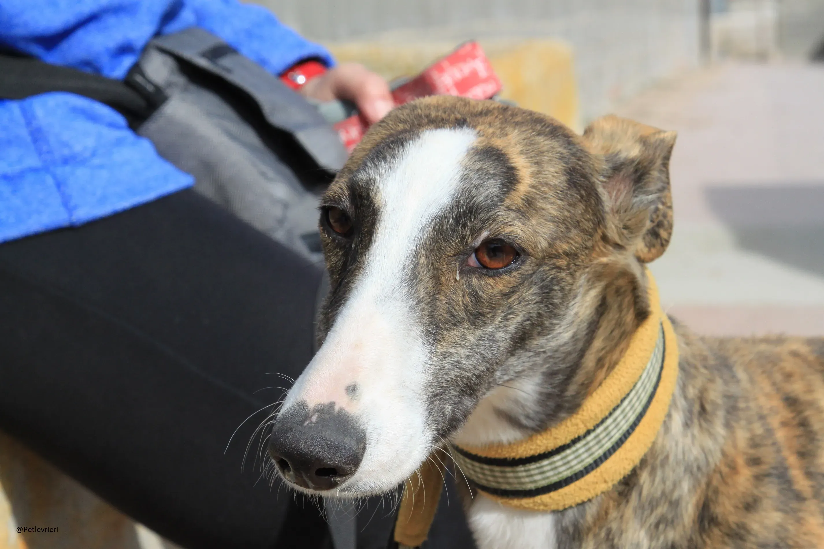 Nefertiti Galgo Femmina Adozione levrieri 1