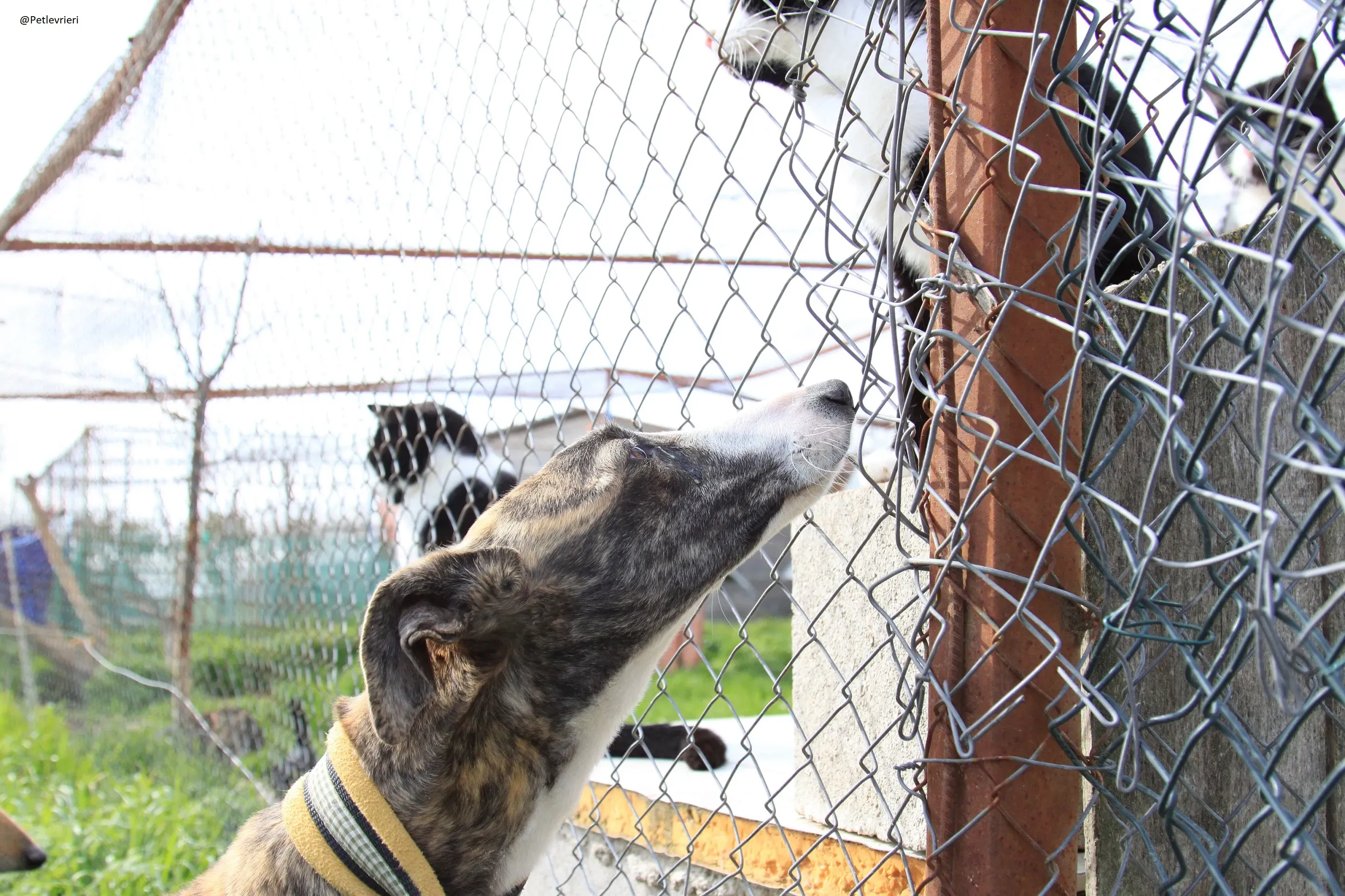 Nefertiti Galgo Femmina Adozione levrieri 10