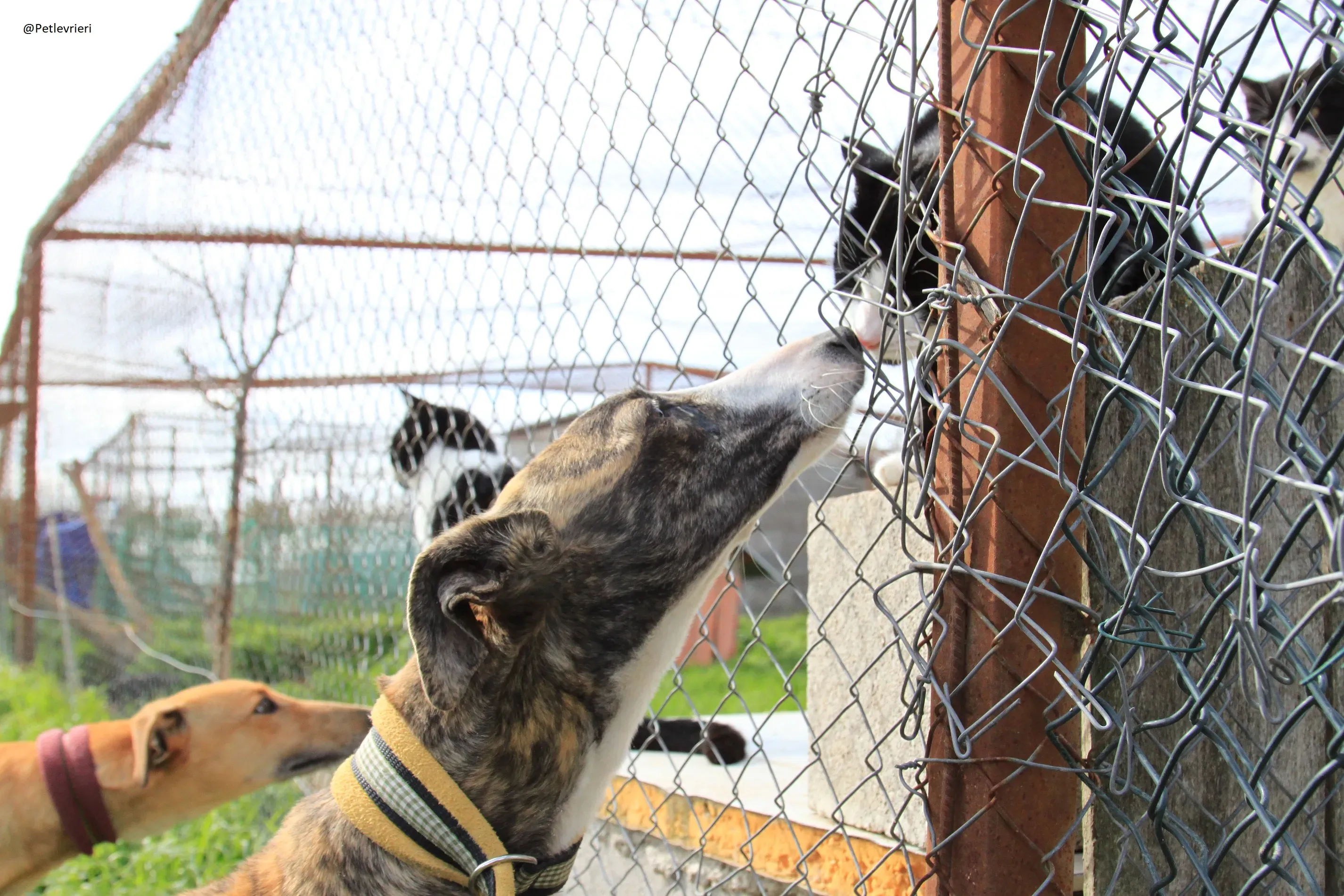 Nefertiti Galgo Femmina Adozione levrieri 11