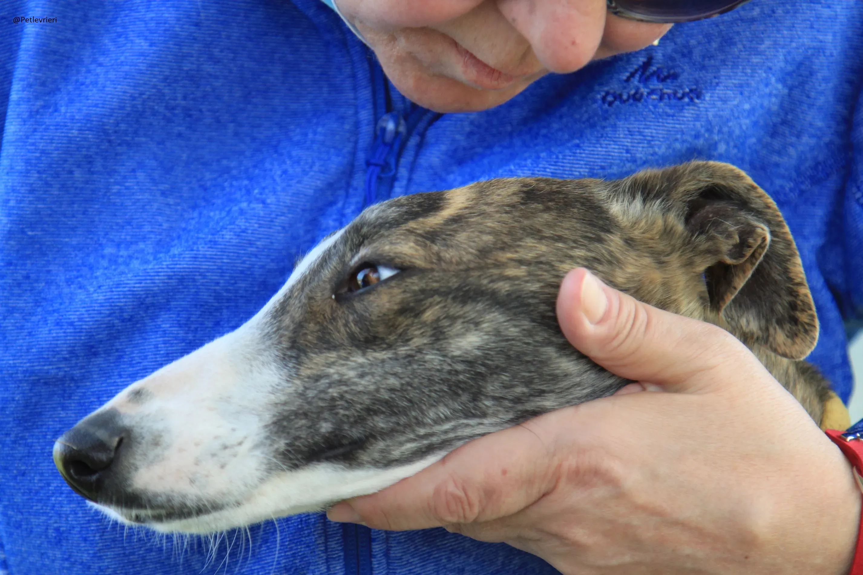 Nefertiti Galgo Femmina Adozione levrieri 12