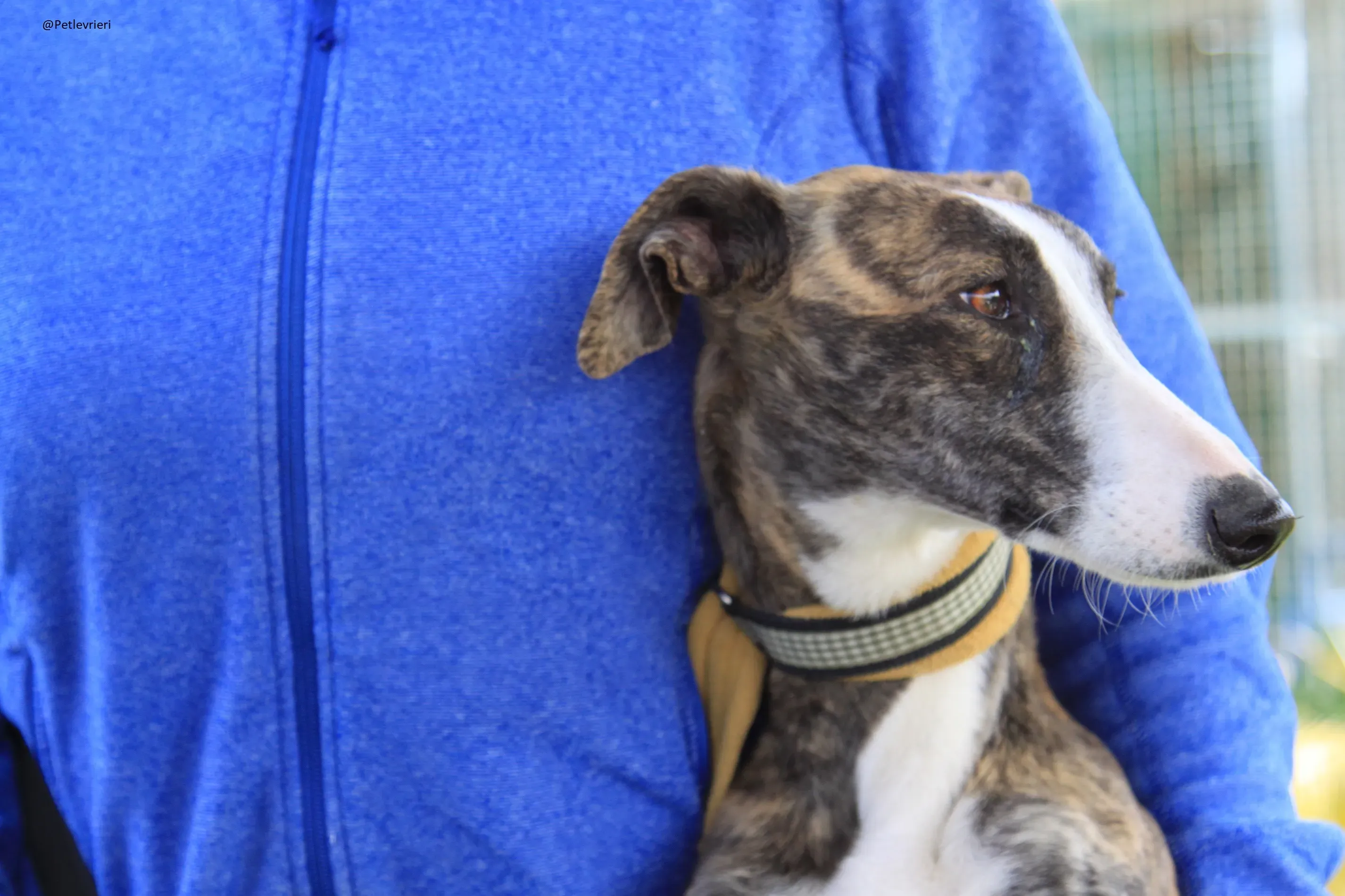 Nefertiti Galgo Femmina Adozione levrieri 13