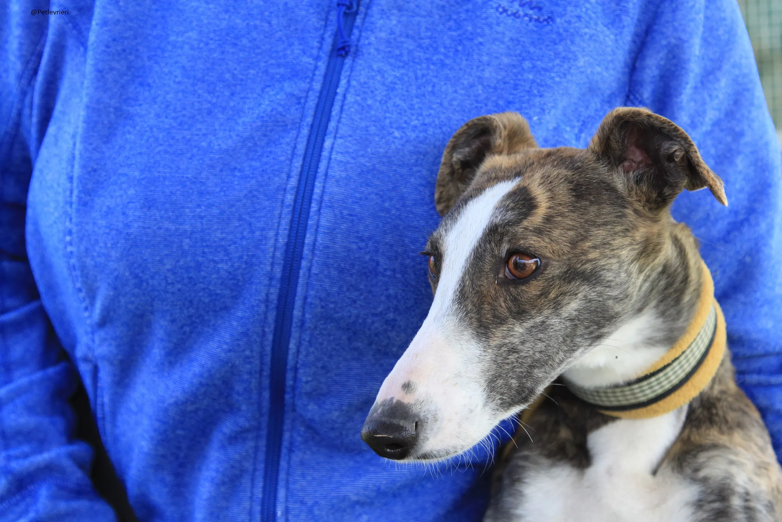 Nefertiti Galgo Femmina Adozione levrieri 14