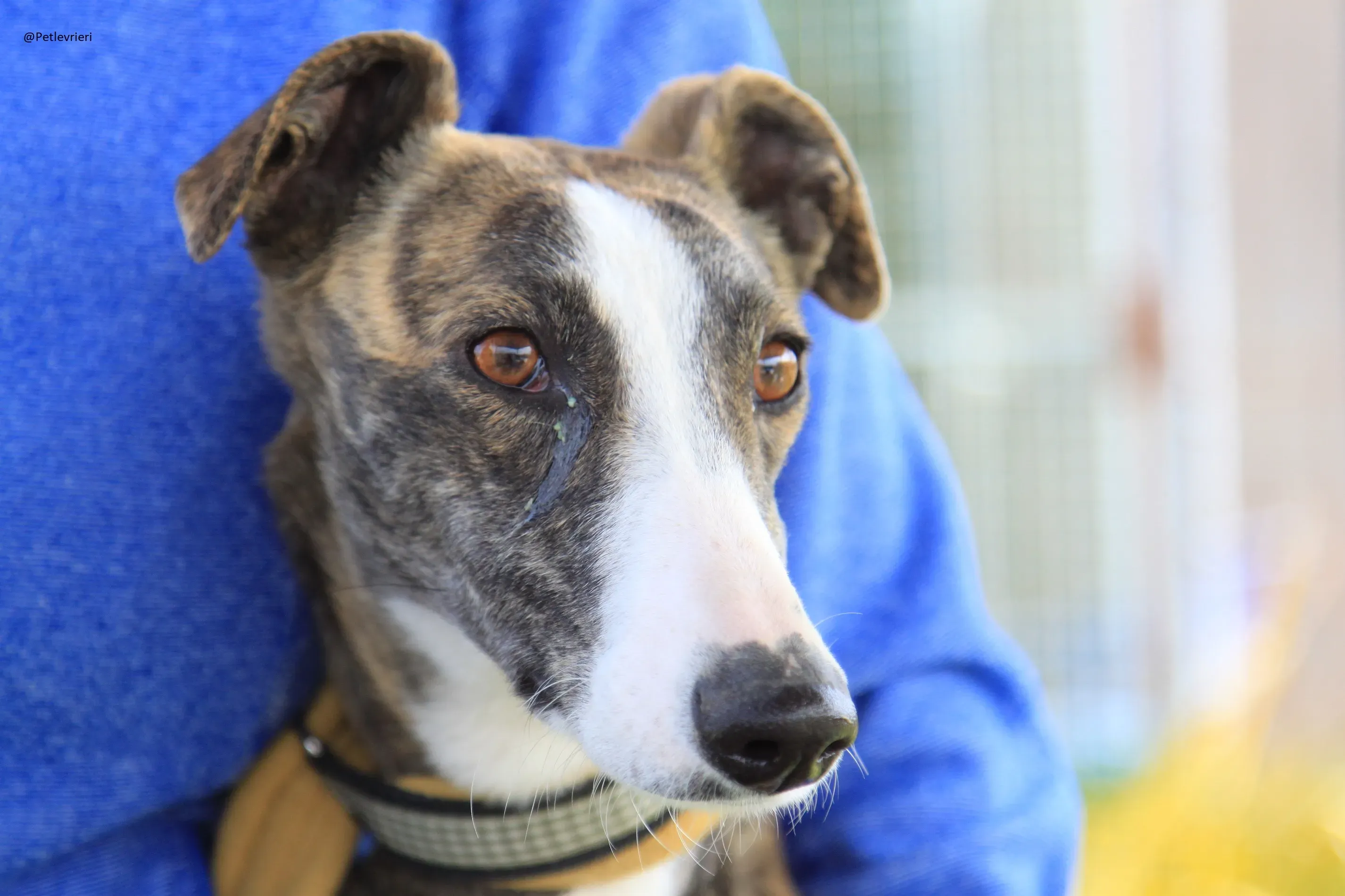 Nefertiti Galgo Femmina Adozione levrieri 15