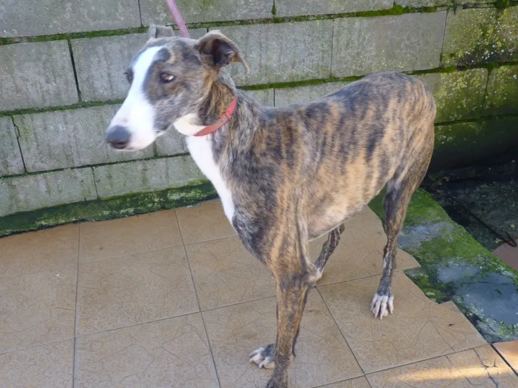 Nefertiti Galgo Femmina Adozione levrieri 16