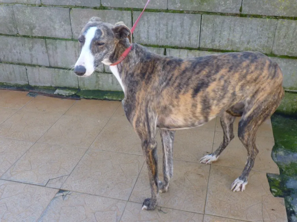 Nefertiti Galgo Femmina Adozione levrieri 17