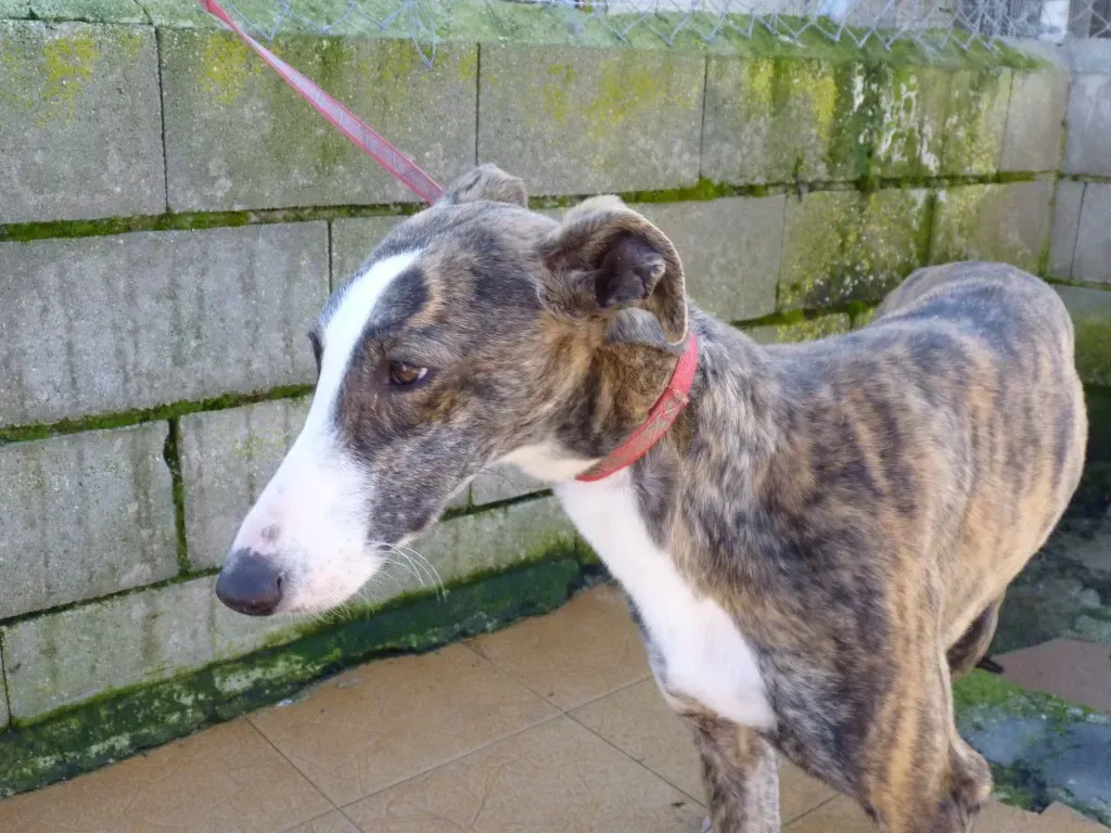 Nefertiti Galgo Femmina Adozione levrieri 18