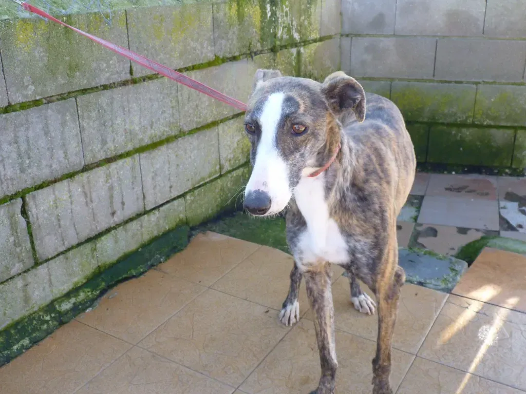 Nefertiti Galgo Femmina Adozione levrieri 19