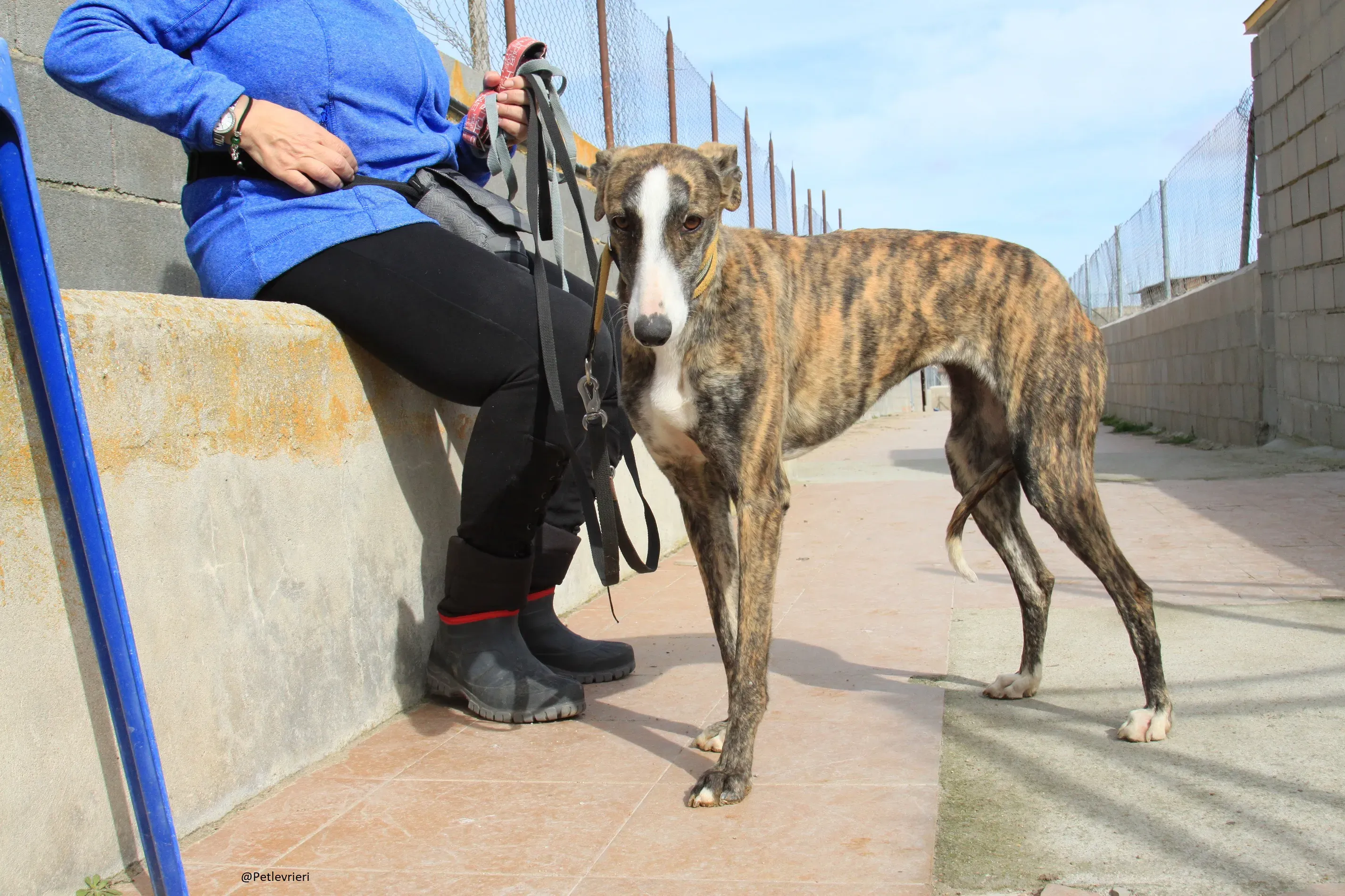 Nefertiti Galgo Femmina Adozione levrieri 2