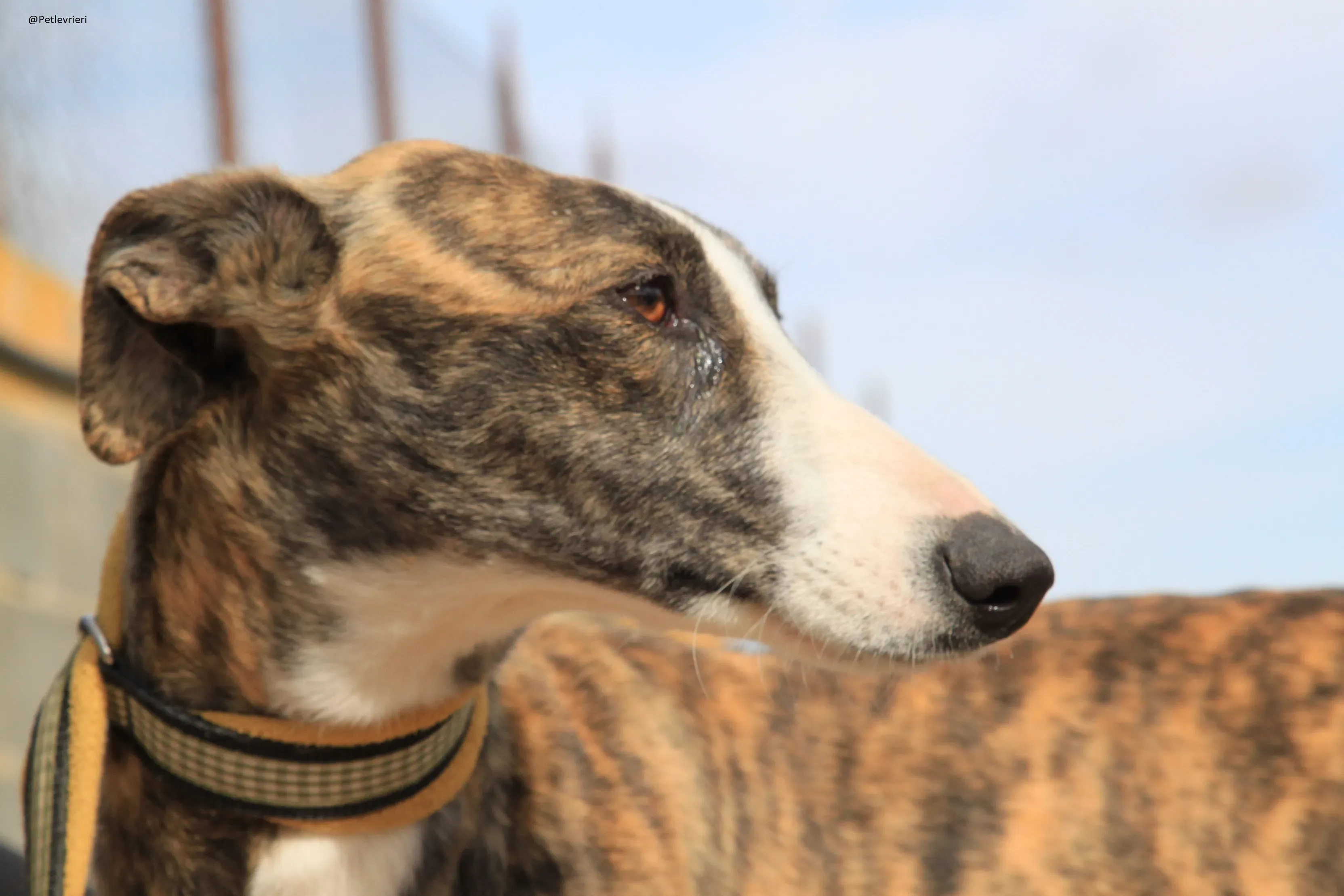 Nefertiti Galgo Femmina Adozione levrieri 3