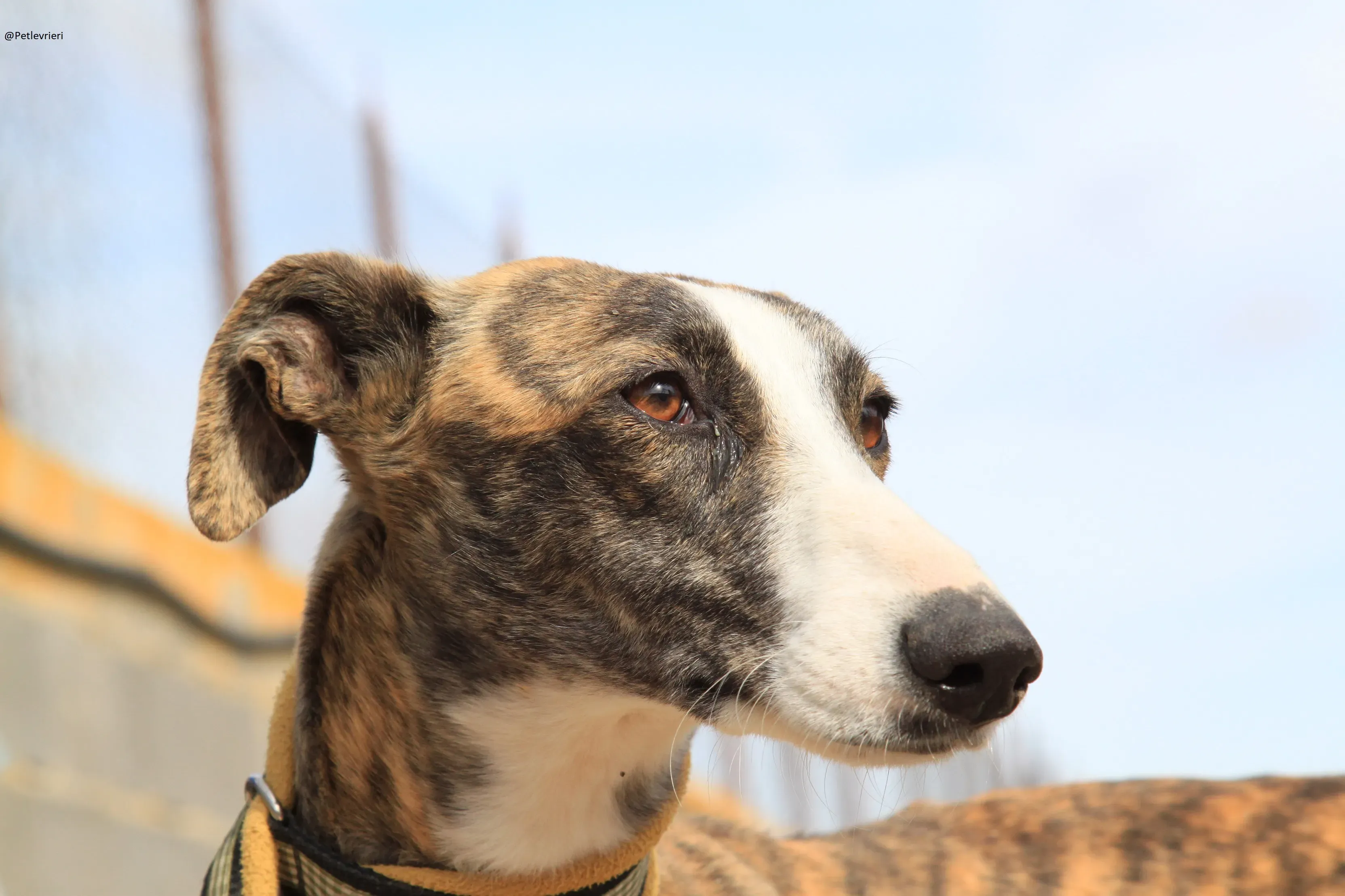 Nefertiti Galgo Femmina Adozione levrieri 4