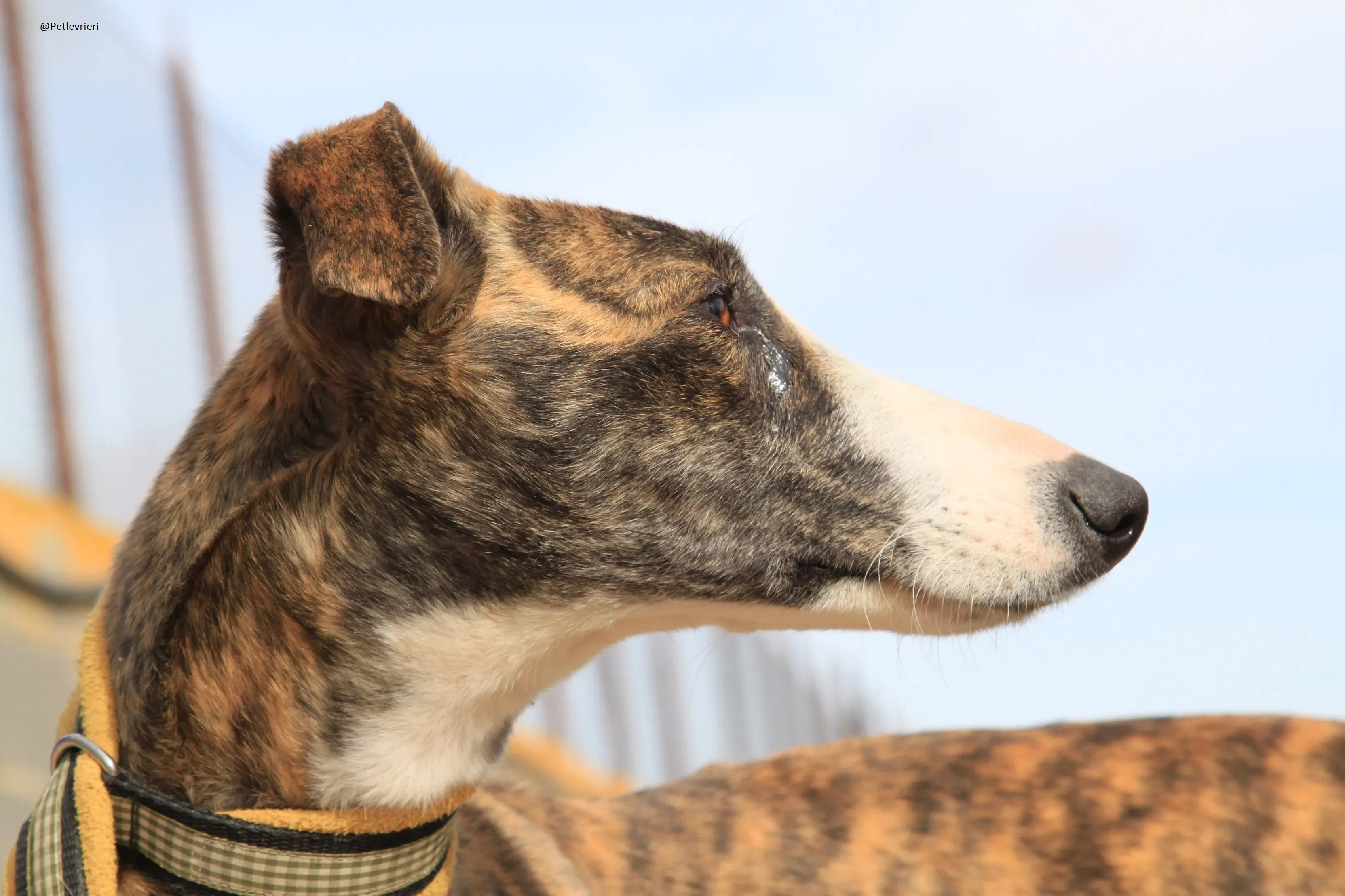 Nefertiti Galgo Femmina Adozione levrieri 5