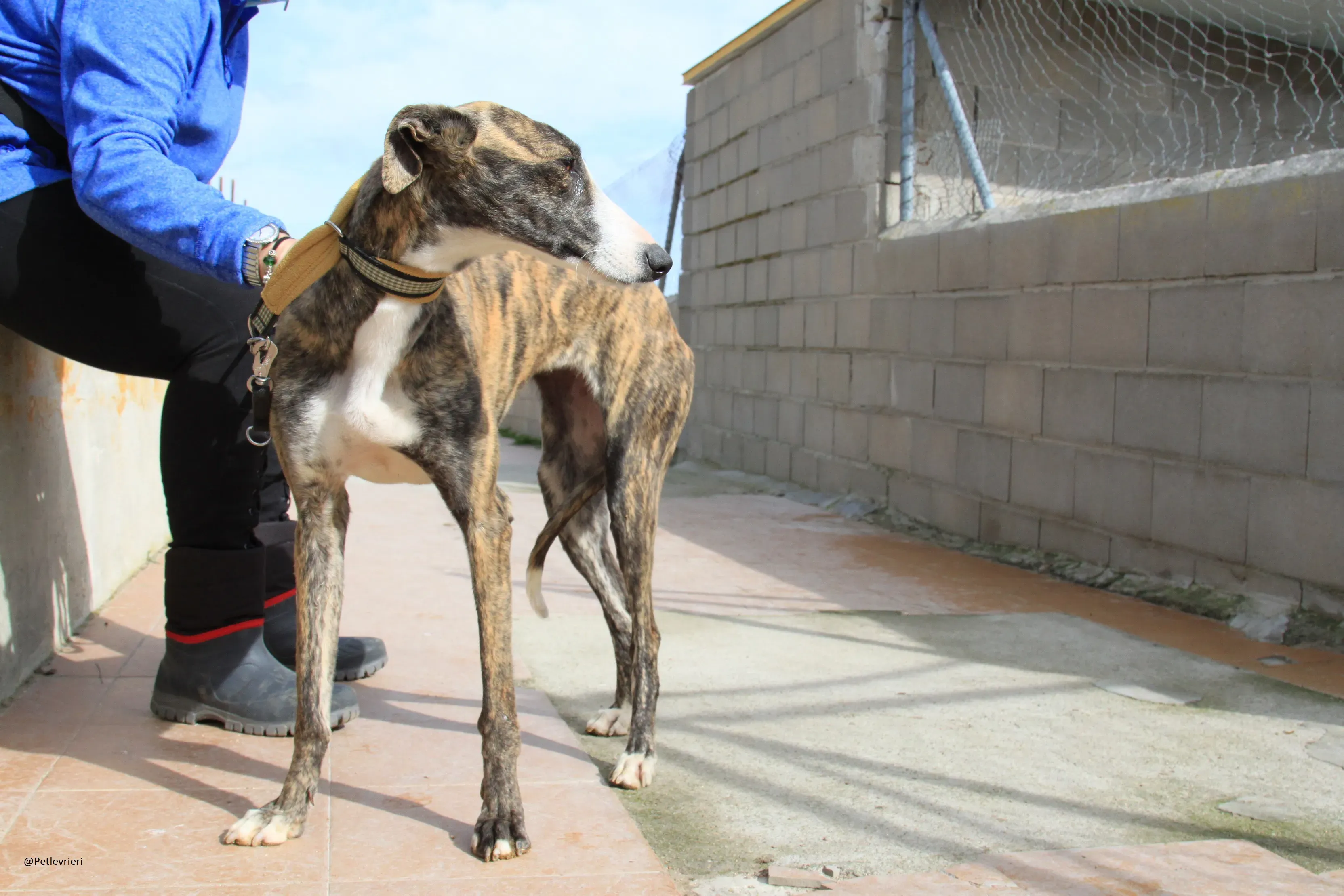 Nefertiti Galgo Femmina Adozione levrieri 6