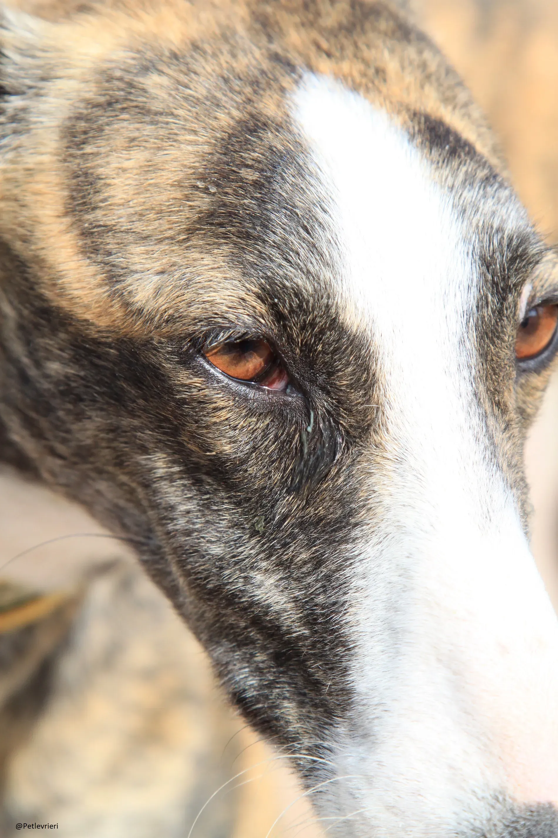 Nefertiti Galgo Femmina Adozione levrieri 8