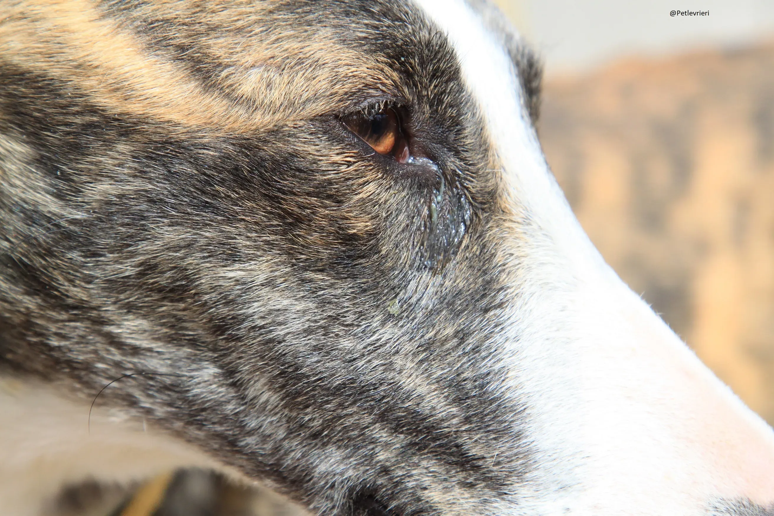 Nefertiti Galgo Femmina Adozione levrieri 9