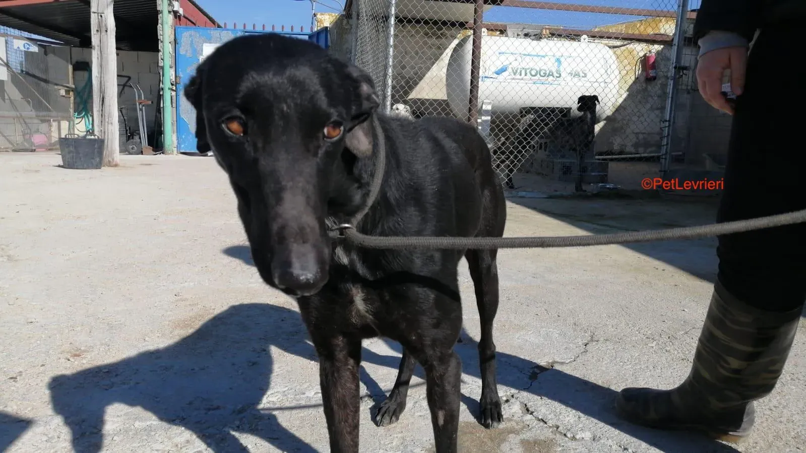 Negrito adozione levrieri galgo 1