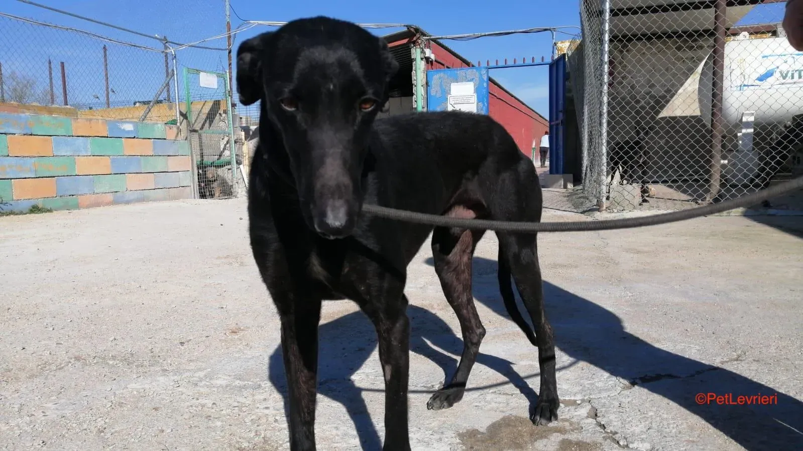 Negrito adozione levrieri galgo 2