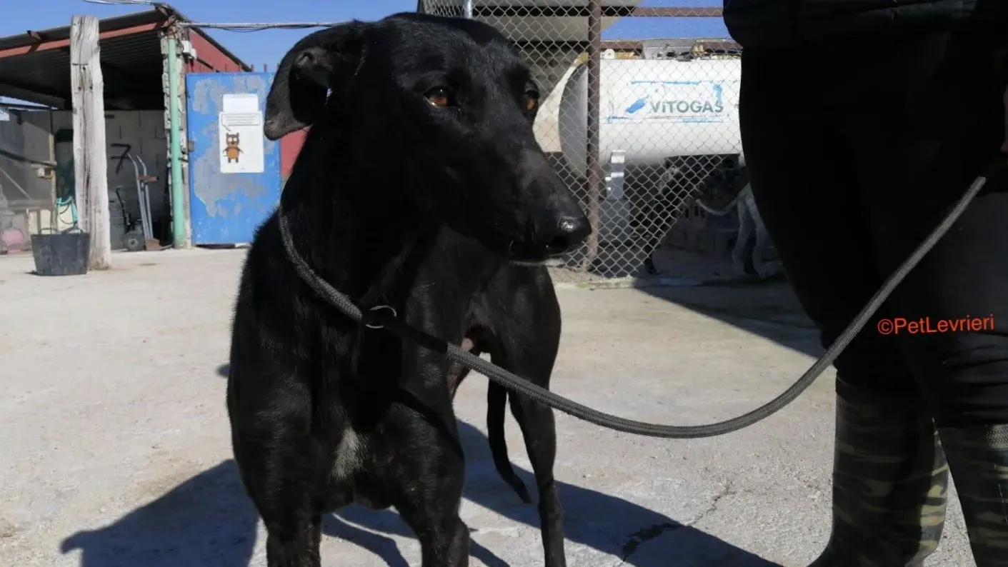Negrito adozione levrieri galgo 3