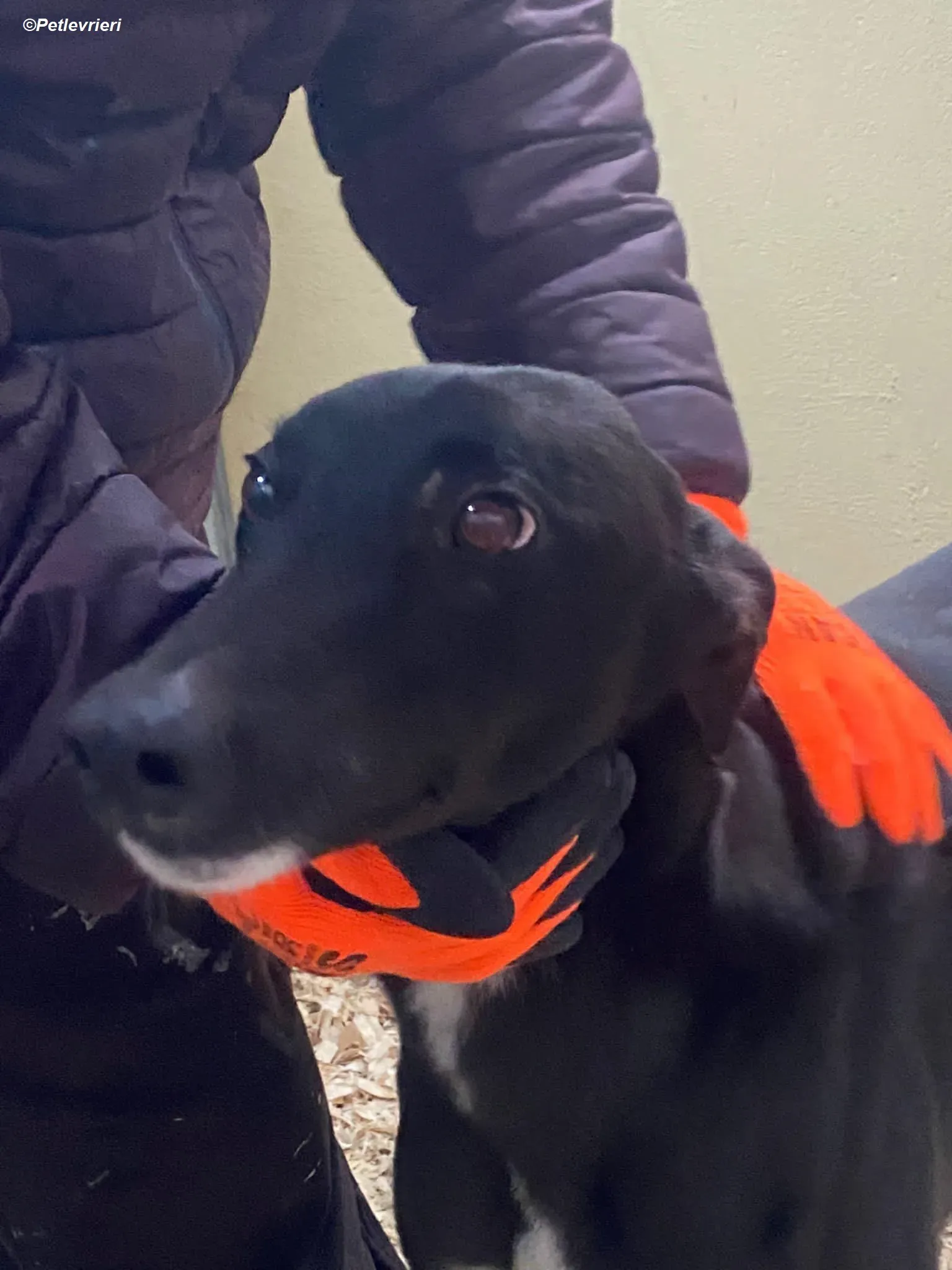 Neil adozione levrieri greyhound 1